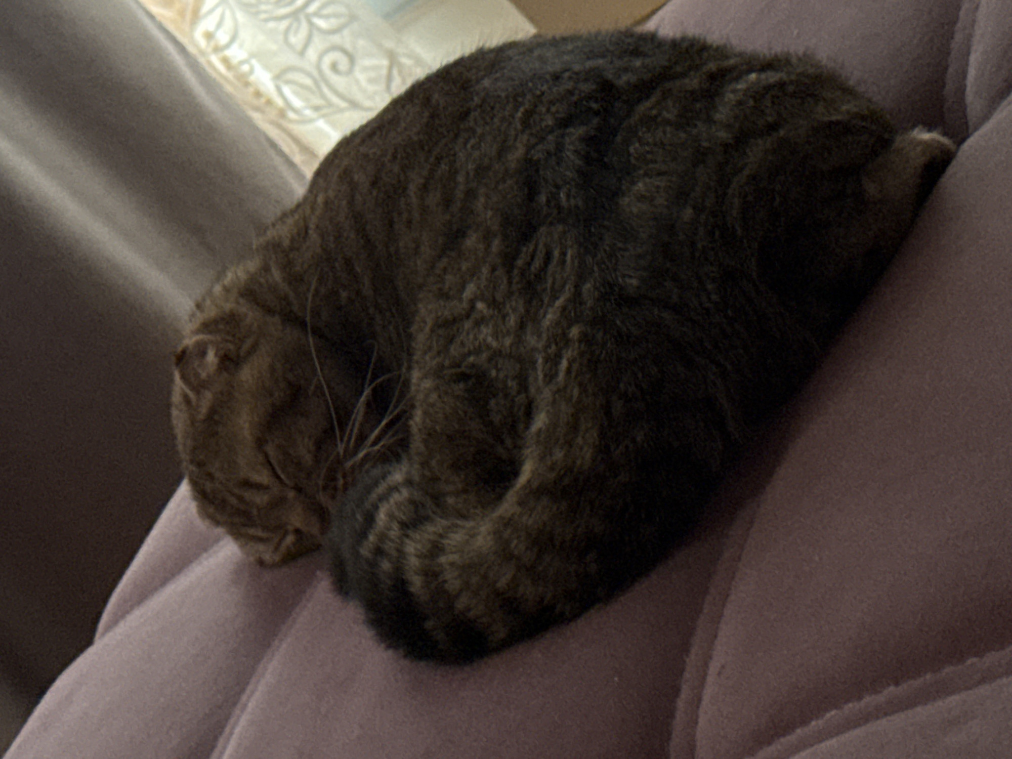 The image displays a dark brown tabby cat curled up tightly and sleeping or resting on a padded, muted purple surface, likely a sofa or armchair. The cat's fur exhibits distinct darker and lighter brown stripes and swirls, consistent with a tabby pattern. Its head is tucked inward towards its body, and its eyes are closed, indicating a state of deep relaxation or sleep. A few long whiskers are visible near its snout.
The purple surface beneath the cat features subtle seams or indentations, suggesting a cushioned piece of furniture. In the background, behind the cat, a darker, solid-colored surface is visible, possibly another section of the furniture. Further back, slightly out of focus, a lighter-colored fabric with an intricate, possibly embroidered or woven, floral or swirling pattern can be seen; this could be a decorative pillow or blanket.
The lighting in the image is soft and ambient, contributing to a calm and peaceful atmosphere. The scene depicts a domestic, indoor setting, likely a home environment. There is no visible text. The cat's curled posture conveys a strong sense of comfort, security, and contentment.