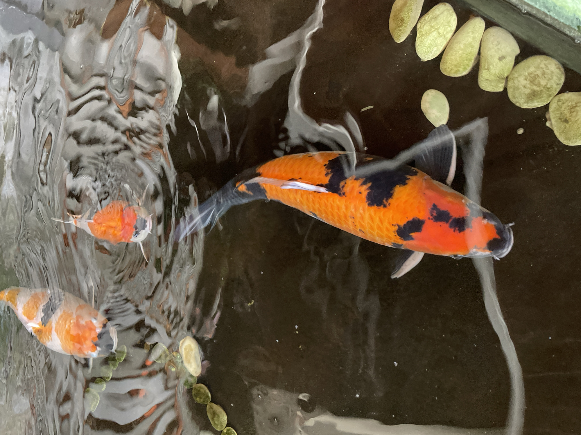 This image shows a top-down view of a koi pond with three koi fish swimming. The largest koi, in the foreground, is orange and black and is swimming towards the lower right. To its left, a smaller koi, also orange and black, is visible. Further back and to the left, another koi, predominantly orange with white and black markings, is swimming towards the viewer. The water is dark and reflects the overhead environment, creating abstract patterns. Several rounded, greenish stones are lined up along the right edge of the pond. The overall scene depicts aquatic life in a pond environment.