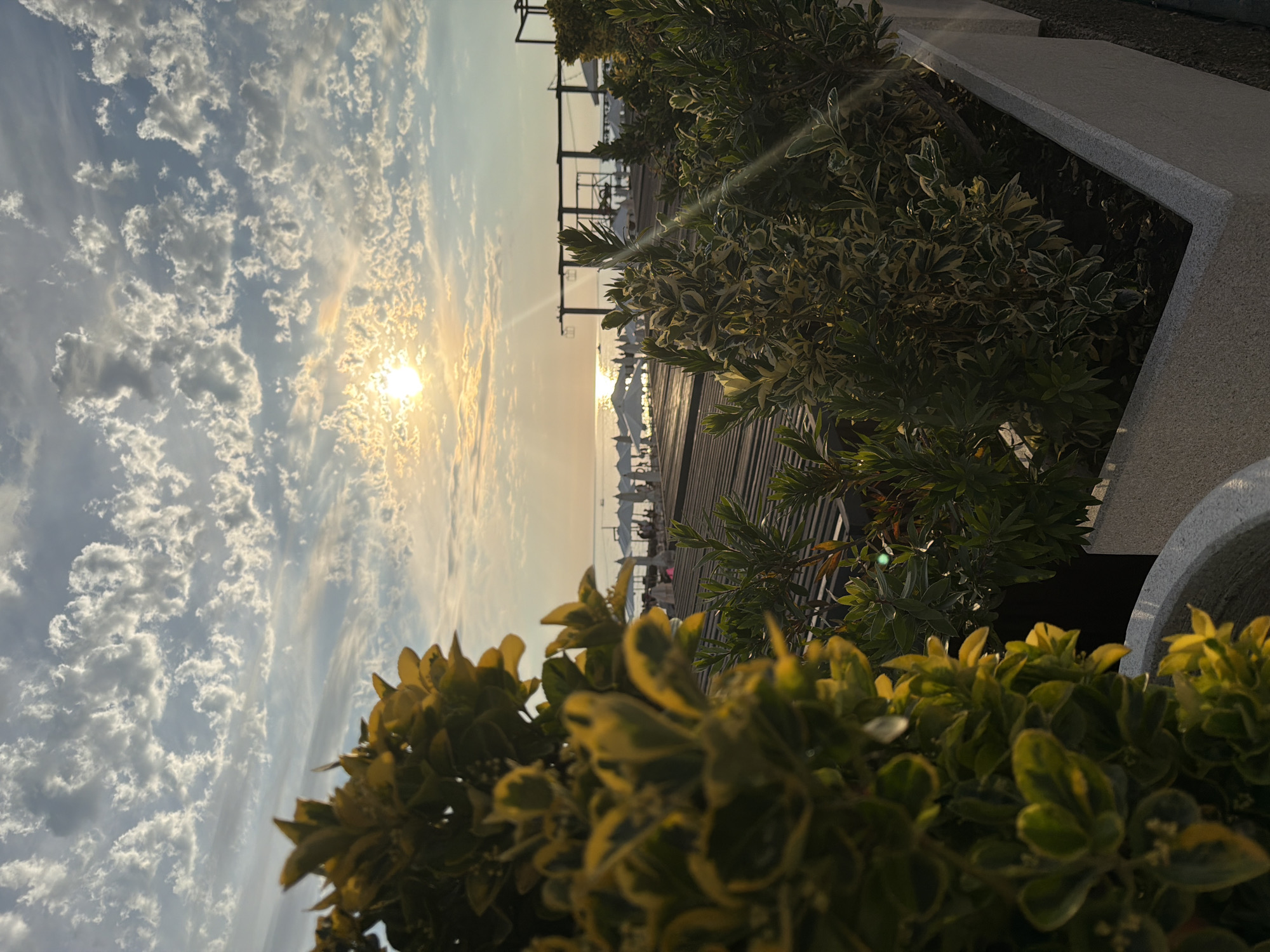 The image depicts a serene view of a beach in Sochi, Russia, during a sunset. The foreground is dominated by lush green and yellow foliage, possibly from ornamental plants in planters, casting a soft focus on the rest of the scene. Beyond the plants, a wooden deck or pathway leads towards the beach, where numerous white beach umbrellas are set up, indicating a populated recreational area. In the distance, the calm sea stretches towards the horizon, reflecting the warm glow of the setting sun. The sky is adorned with a beautiful arrangement of scattered, wispy clouds, catching the sunlight and creating a picturesque backdrop. A few silhouettes of beach structures and possibly people can be faintly observed on the beach. The overall atmosphere is tranquil and picturesque, characteristic of a coastal resort during a pleasant evening.