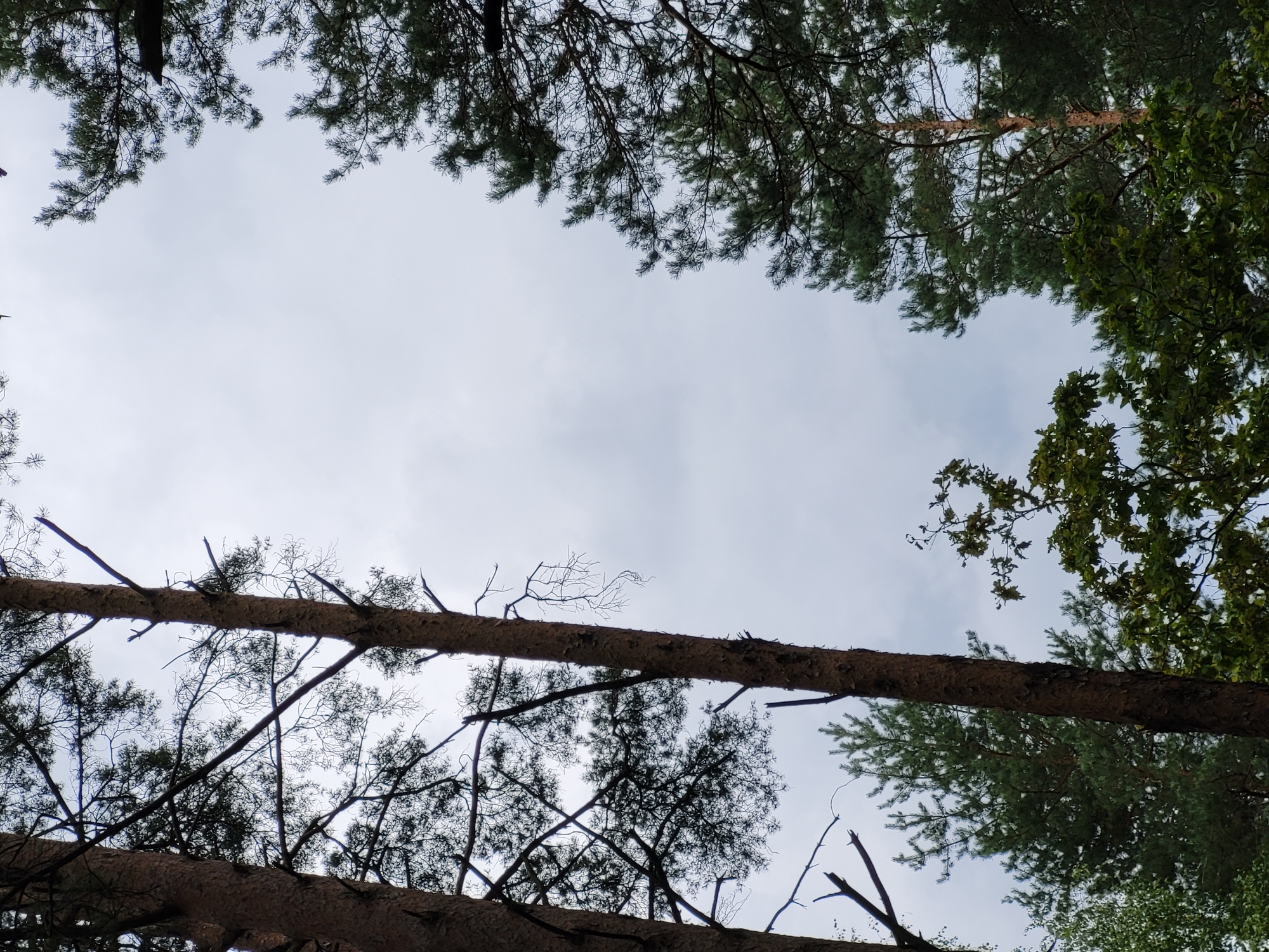 The image captures an upward view of a forest canopy against a cloudy sky. The scene is dominated by the trunks and branches of tall pine trees, interspersed with the darker green foliage of other deciduous trees. The sky is overcast, with a uniform grey hue. The image appears to be taken in a natural outdoor setting, consistent with a park or wooded area. No specific landmarks or human presence are visible, making it impossible to determine a precise location within Jelgava, Latvia.