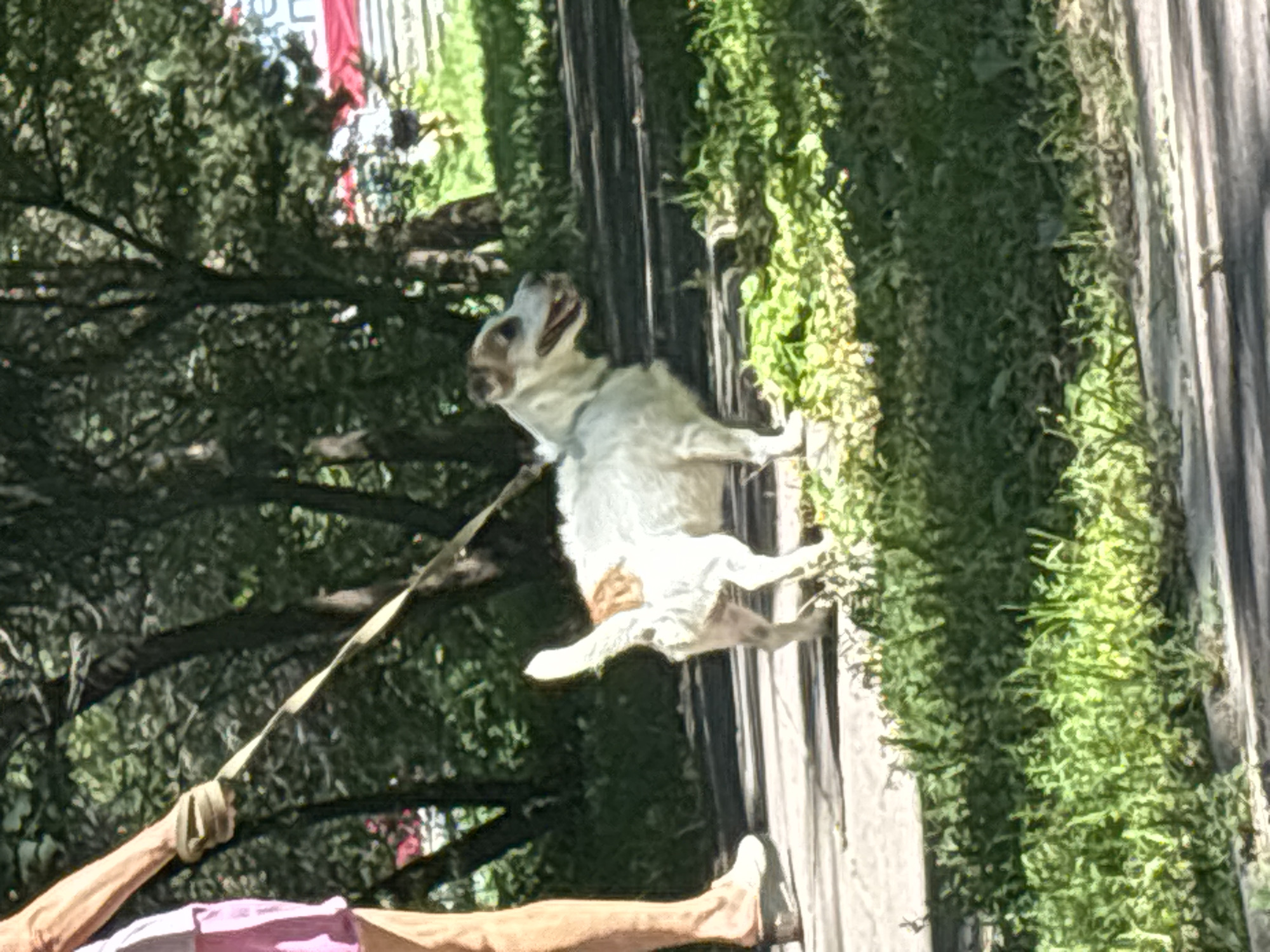 The image shows a person's legs and a dog on a path next to a grassy area. The person is wearing pink shorts and white shoes, and is holding a leash attached to the dog. The dog is a small, white and brown terrier-type breed, with its mouth open and tongue hanging out. The background consists of trees and some out-of-focus structures, including a red and white banner. The lighting suggests it is a sunny day.
The image does not contain any information that would allow for the identification of the specific location within the city of Novosibirsk, Russia.