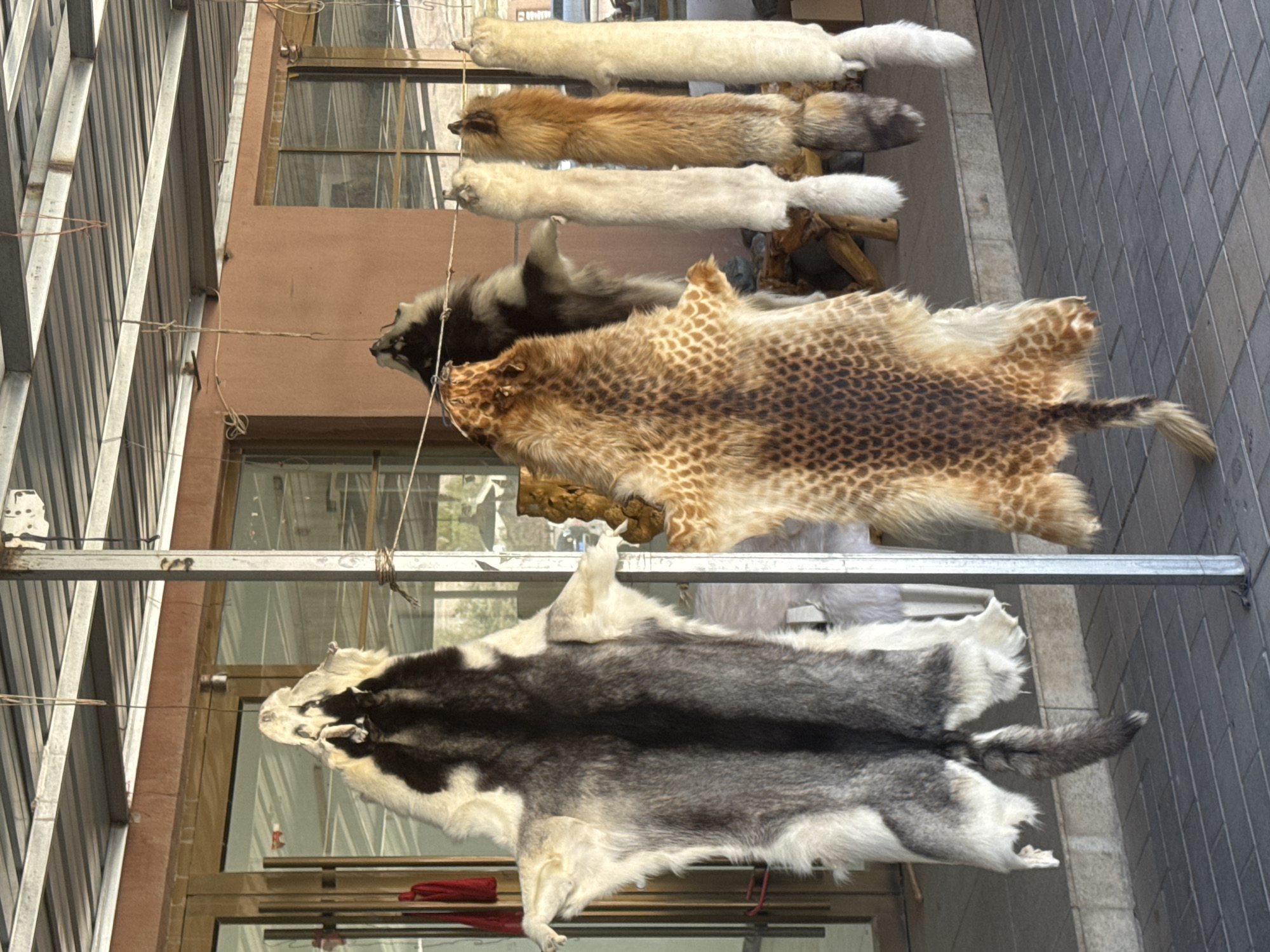 Numerous animal pelts are displayed outdoors, hanging vertically from horizontal metal poles, likely for sale or drying, in what appears to be a street scene in Nantai, China. The image, captured in bright daylight, showcases a variety of furs with different patterns, colors, and sizes.
In the upper section, three long, narrow pelts are visible. The top and third pelts are off-white or cream-colored, while the second one is a reddish-brown with darker accents, resembling fox or mink furs. Below these, a darker, possibly black or very dark brown pelt is partially visible. The most prominent pelt in the middle is a large, irregularly shaped fur with a distinctive spotted pattern of light brown with dark brown or black spots, reminiscent of a leopard or similar feline, complete with a tail.
Further down, another large pelt is displayed, predominantly grey with a prominent black stripe running down its back, and white fur on its head and sides, suggesting a husky or wolf hide, also featuring a tail. All pelts appear to be whole or substantial portions of animal hides.
The furs are attached to the metal bars with visible strings or wires. The background features architectural elements: a building with reddish-brown walls and multiple windows, some reflecting the sky. To the far left, a metallic, lattice-like structure is present, possibly part of a building facade or awning. The ground or sidewalk is made of grey rectangular tiles. No people or text are visible in the frame.