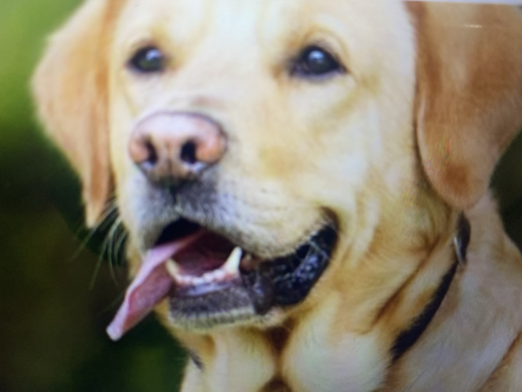 The image is a close-up, vertically oriented photograph of a golden retriever dog. The dog's head is tilted, and its mouth is open, with its pink tongue hanging out. One eye is visible, appearing dark and round. The background is a blurry green and dark olive hue, suggestive of foliage or a natural outdoor setting. The image appears to be taken indoors, possibly on a screen, due to pixelation and screen artifacts visible throughout. There is no indication of Ta', Indonesia, or any urban environment.