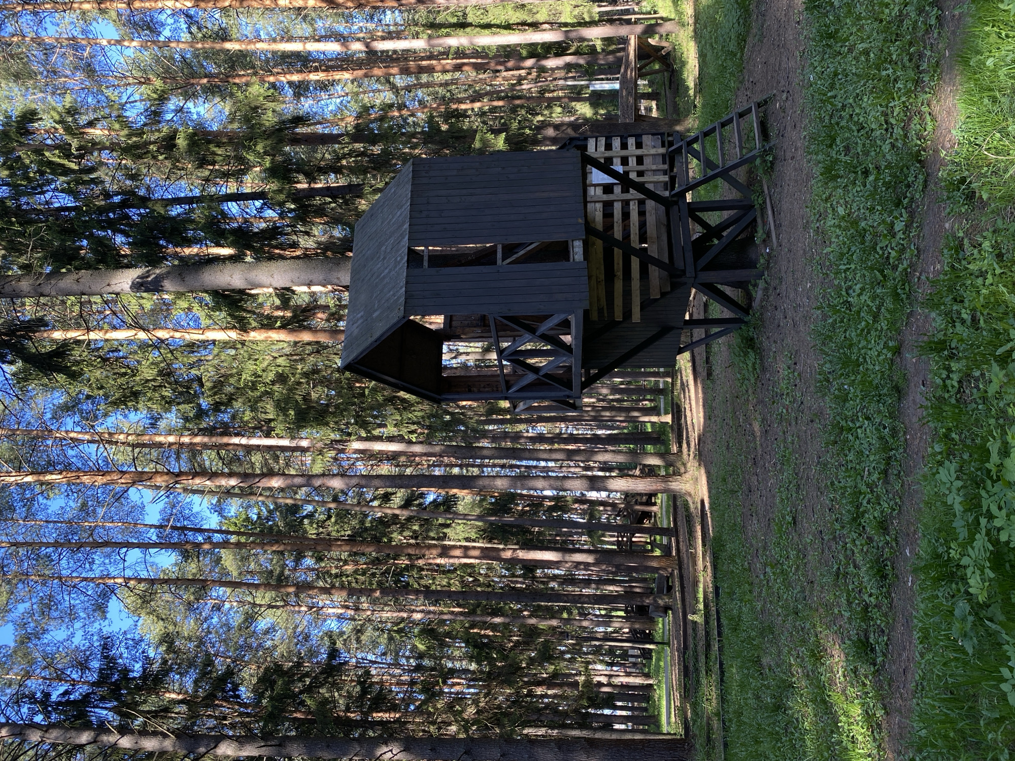 The image depicts a wooden observation tower in a pine forest, likely in Votkinsk, Russia, based on the query. The tower is painted dark gray/black, constructed with a square base, a partial roof, and a viewing platform. It's elevated above the ground with a framework of diagonal supports. A short staircase leads up to the platform. The forest floor is covered with a mix of dirt, sparse grass, and vegetation. The trees are tall and straight, casting long shadows in the sunlight. The sky is visible through the branches.