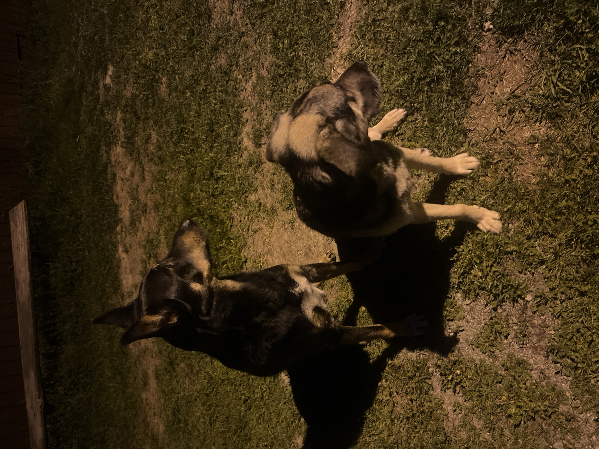 The image shows two German Shepherd dogs lying in grass. The dog in the foreground is facing left, while the other is facing up and to the right. The scene appears to be at night, as it is dark and the lighting is low. The location is not discernible from the image, and there is no indication it is in Nizhny Tagil, Russia. There are no people visible in the image. The primary objects are the two dogs and the grass. The action depicted is the dogs resting.