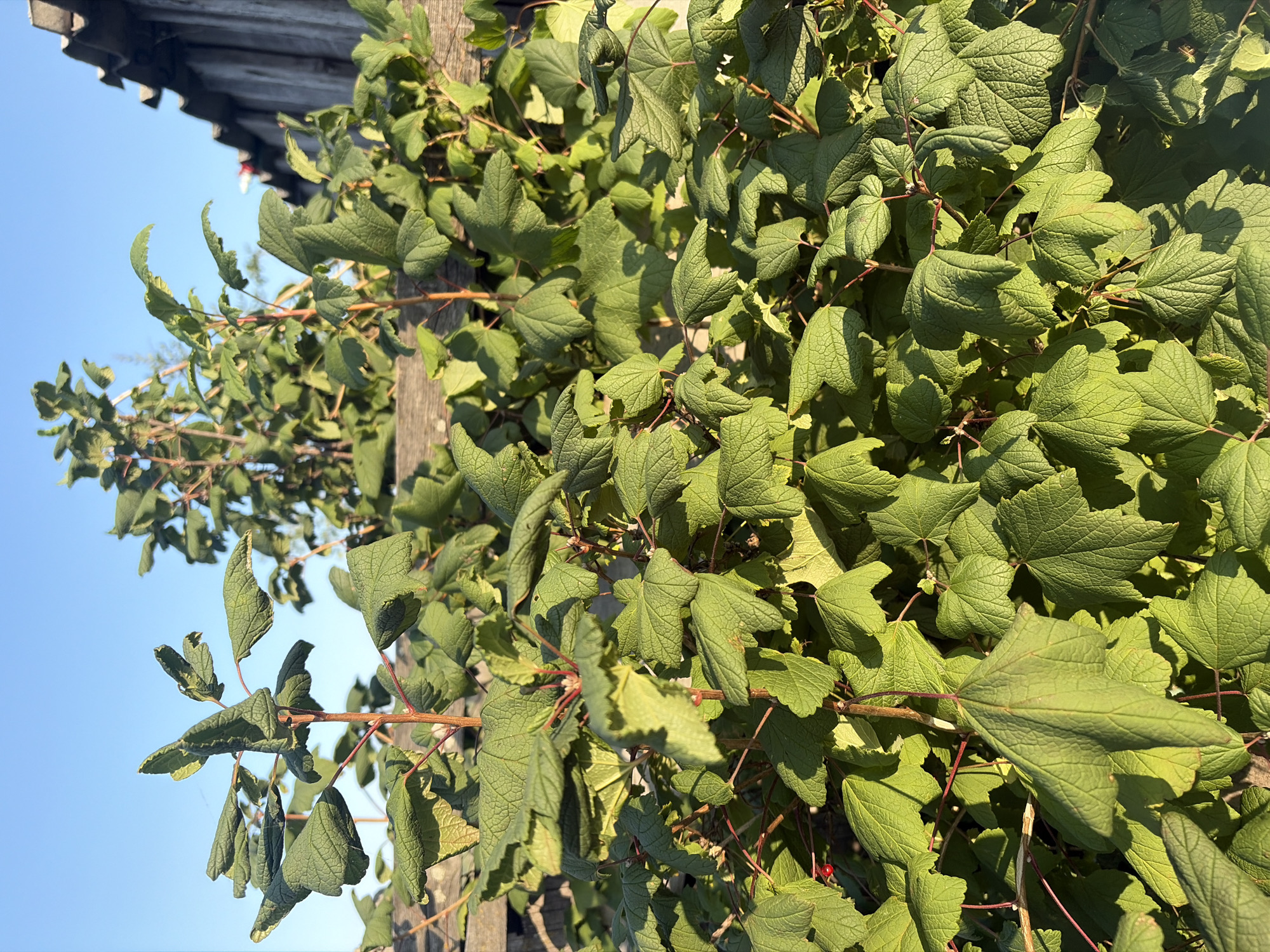 This is a close-up, eye-level shot of a leafy green shrub with reddish stems, bathed in sunlight. The leaves are broad and deeply veined, with some appearing slightly curled or wrinkled. In the background, a weathered wooden fence with a corrugated roof can be seen, suggesting an outdoor setting, possibly a backyard or garden. The sky is a clear, bright blue. There are no people or animals visible in the image. The scene appears to be an undisturbed natural element within a developed area. The location in the city of Мяндиги, Russia is not visually discernible from the image itself.