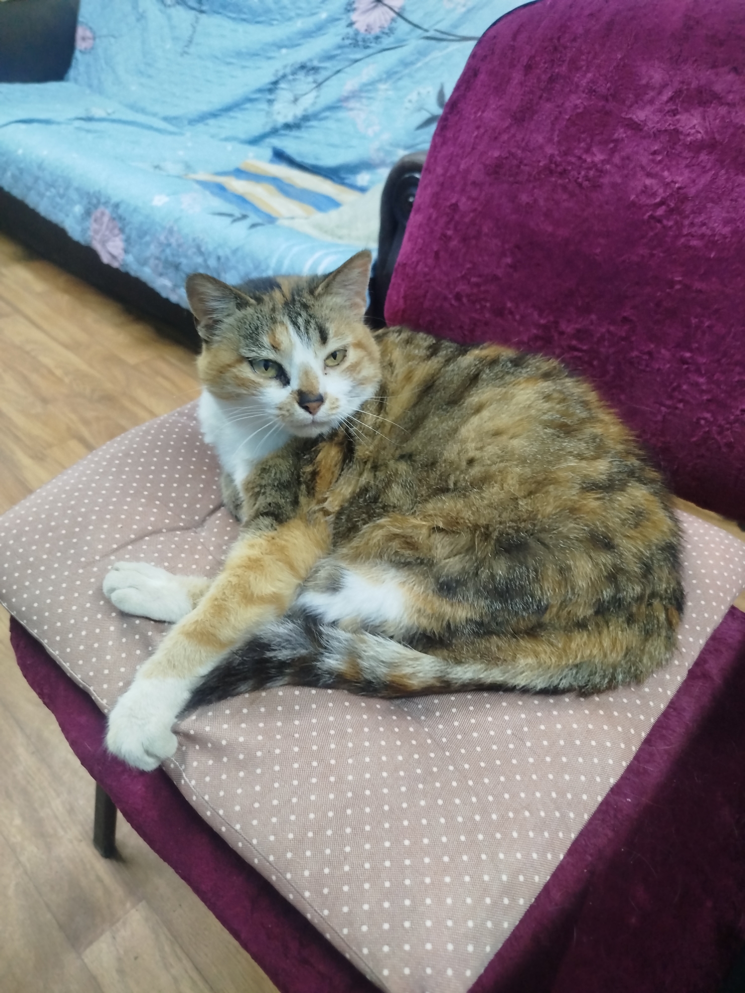 A calico cat with white paws is lying on a cushion on a chair. The cat is facing the camera with its head slightly tilted. The background shows a blurred image of a blue sofa with a floral pattern and a wooden floor. The scene appears to be indoors, likely in a residential setting in Bryanka, Ukraine.