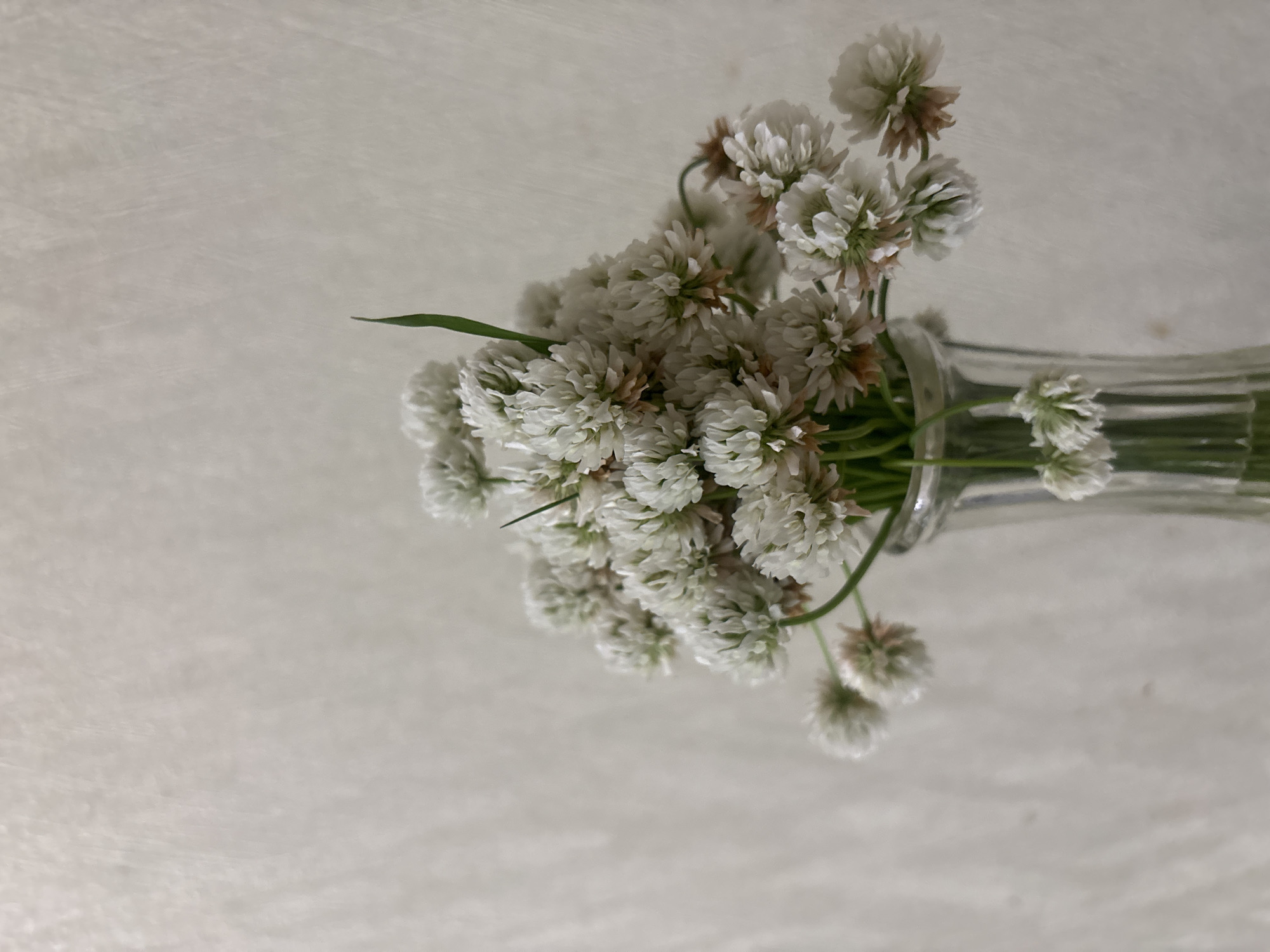 A close-up, vertical, eye-level shot showcases a small bouquet of white clover flowers arranged in a clear, fluted glass vase. The flowers are clustered densely, with some individual florets visible. The background is a plain, textured, off-white wall. The lighting is soft, with shadows cast subtly. The scene appears to be indoors, in a residential setting. The image does not contain any information about the city of Yanino-1, Russia.