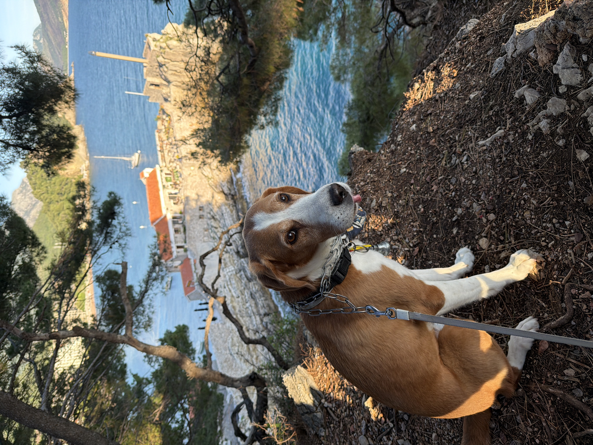 A medium-sized brown and white dog with a metal chain leash and collar lies on rocky dirt terrain at the edge of a cliff overlooking a body of water in Petrovac centar, Montenegro. The dog's tongue is slightly visible. In the background, buildings with red tile roofs can be seen along the shoreline. A small boat is visible in the water. Trees and shrubs frame the scene.
