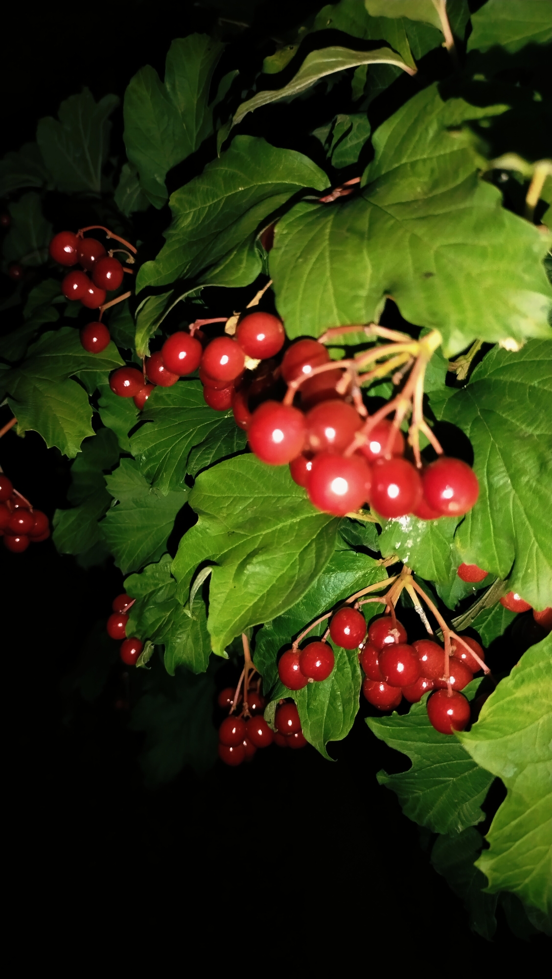 A close-up, low-angle, outdoor shot captures clusters of ripe, red berries hanging from a branch with vibrant green leaves. The berries are small, round, and glossy, with some appearing to be slightly translucent. The leaves are broad and textured, some overlapping and casting shadows on others. The background is predominantly dark, suggesting it is nighttime or a very shaded area. The lighting highlights the sheen on the berries. The image appears to have been taken in a natural setting, possibly a garden or park. There is no indication of the city of Horishni Plavni, Ukraine, nor any people or specific actions.