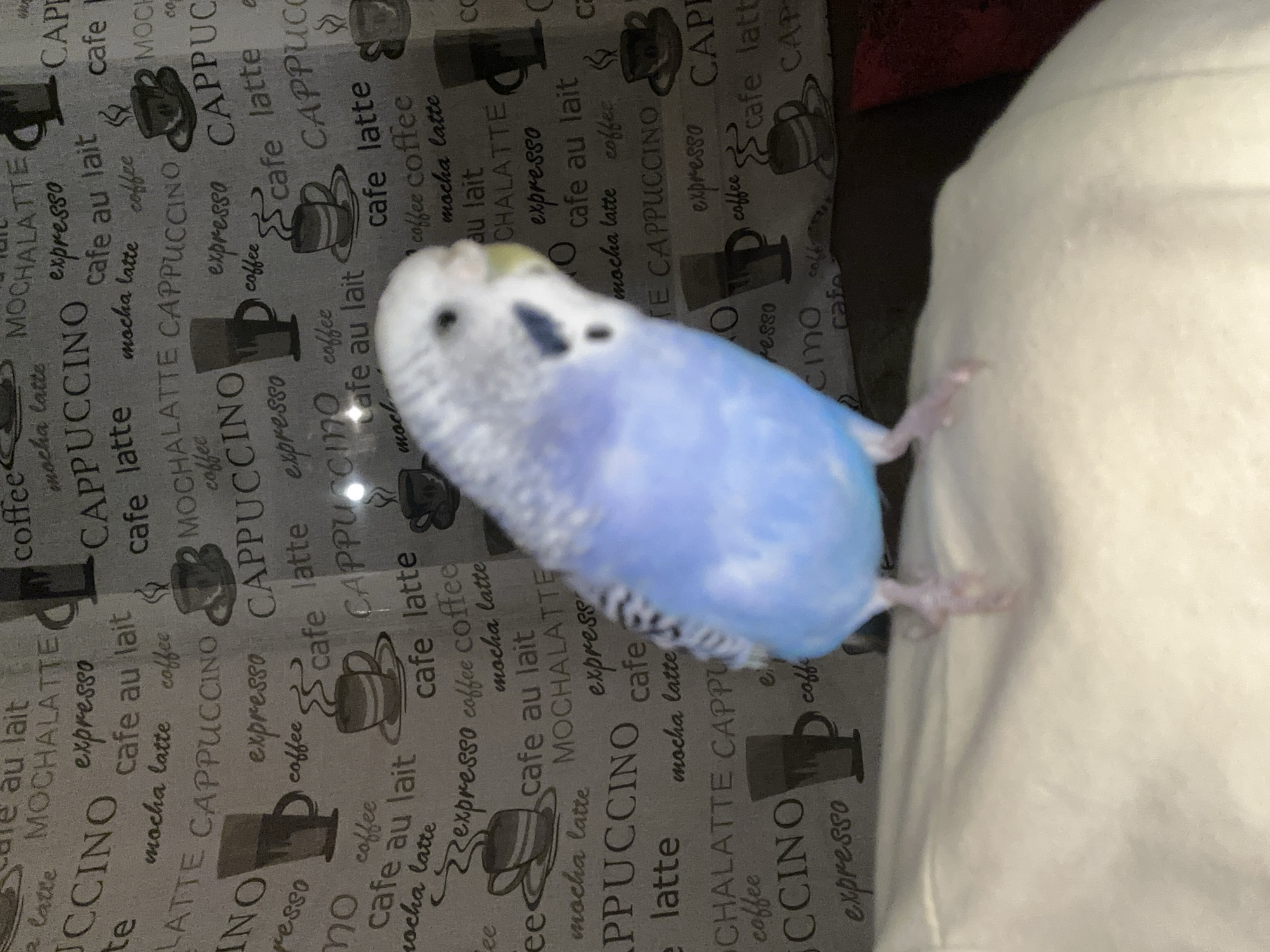 A blue and white parakeet stands on a light-colored surface. The bird is facing left, with its head turned slightly towards the viewer. Its feathers are a mix of light blue and white, with black markings on its wings and head. The background is a patterned fabric with various coffee-related words and images, including "espresso," "cappuccino," and coffee cups. The lighting is dim, with some glare visible on the fabric. The parakeet's feet are visible, gripping the surface.
