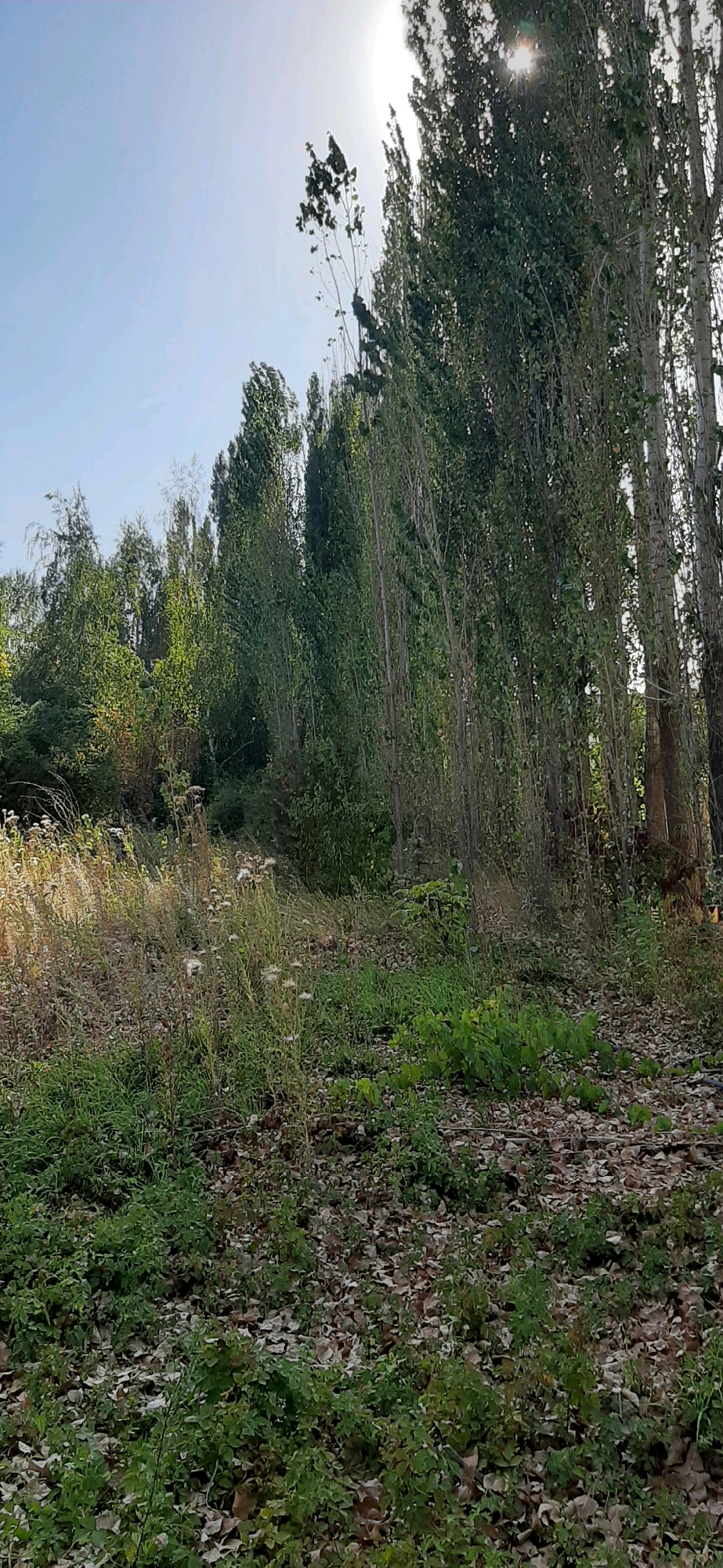 The image captures a sun-drenched scene at Baytik, Kyrgyzstan, dominated by a dense line of tall, slender trees on the right side. Their light-colored bark and abundant green foliage create a strong vertical element against the pale blue sky, where the sun's rays are visible, partially obscured by the leaves. The ground in the foreground is a mix of dry, fallen leaves and green, low-lying vegetation, suggesting an autumn or late summer setting. To the left, the landscape transitions to sparser, drier grass and weeds with some dried flower heads, interspersed with patches of thicker green growth. The overall impression is one of a natural, uncultivated area on the outskirts of the city. No people or animals are visible in the frame.