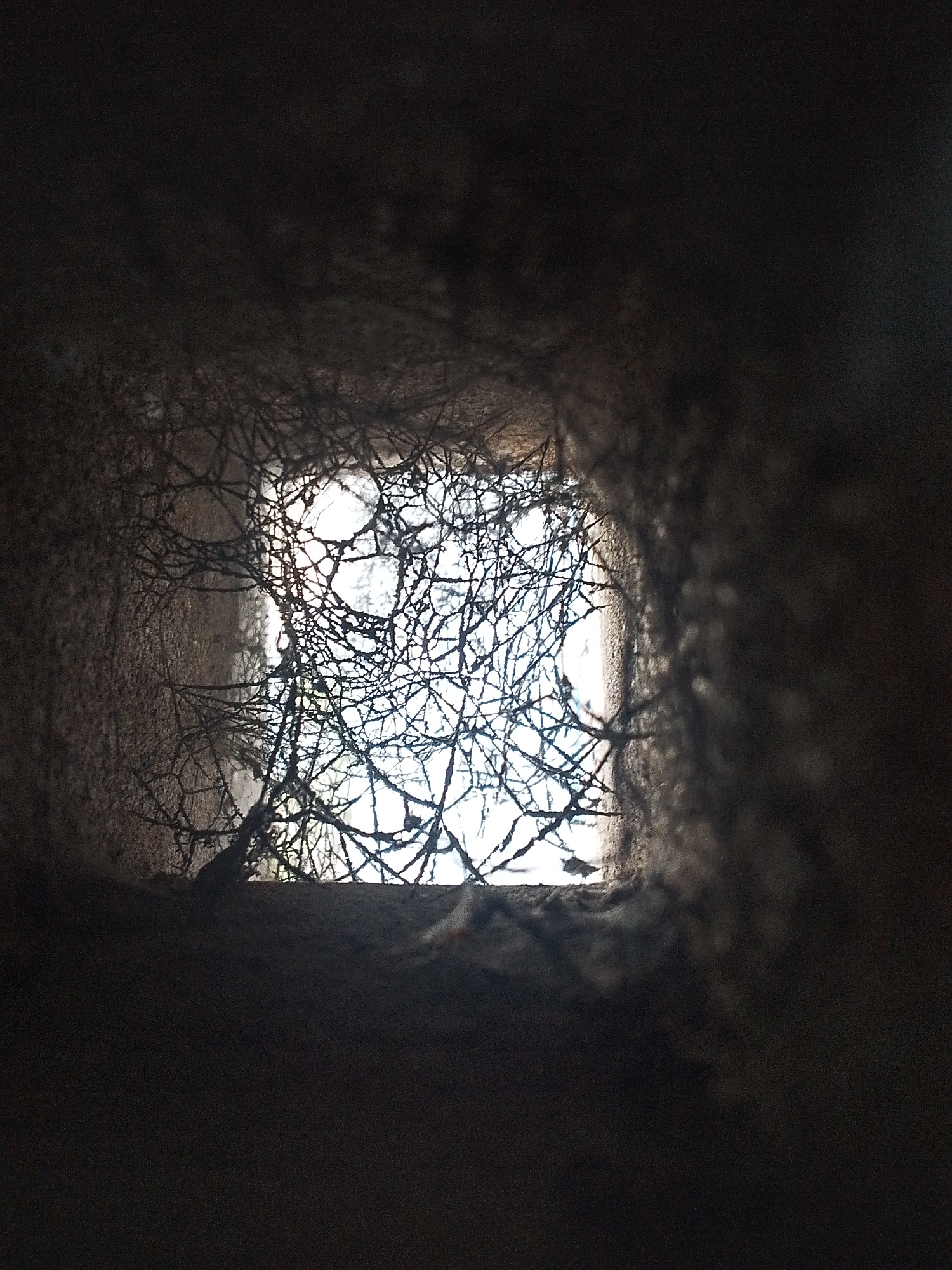 A close-up, dim, square tunnel frames a tangled web of thin, dark branches against a bright, light-filled background. The tunnel walls appear rough and textured. The background light indicates an outdoor setting. The location is Lhokseumawe, Indonesia. No people are visible.