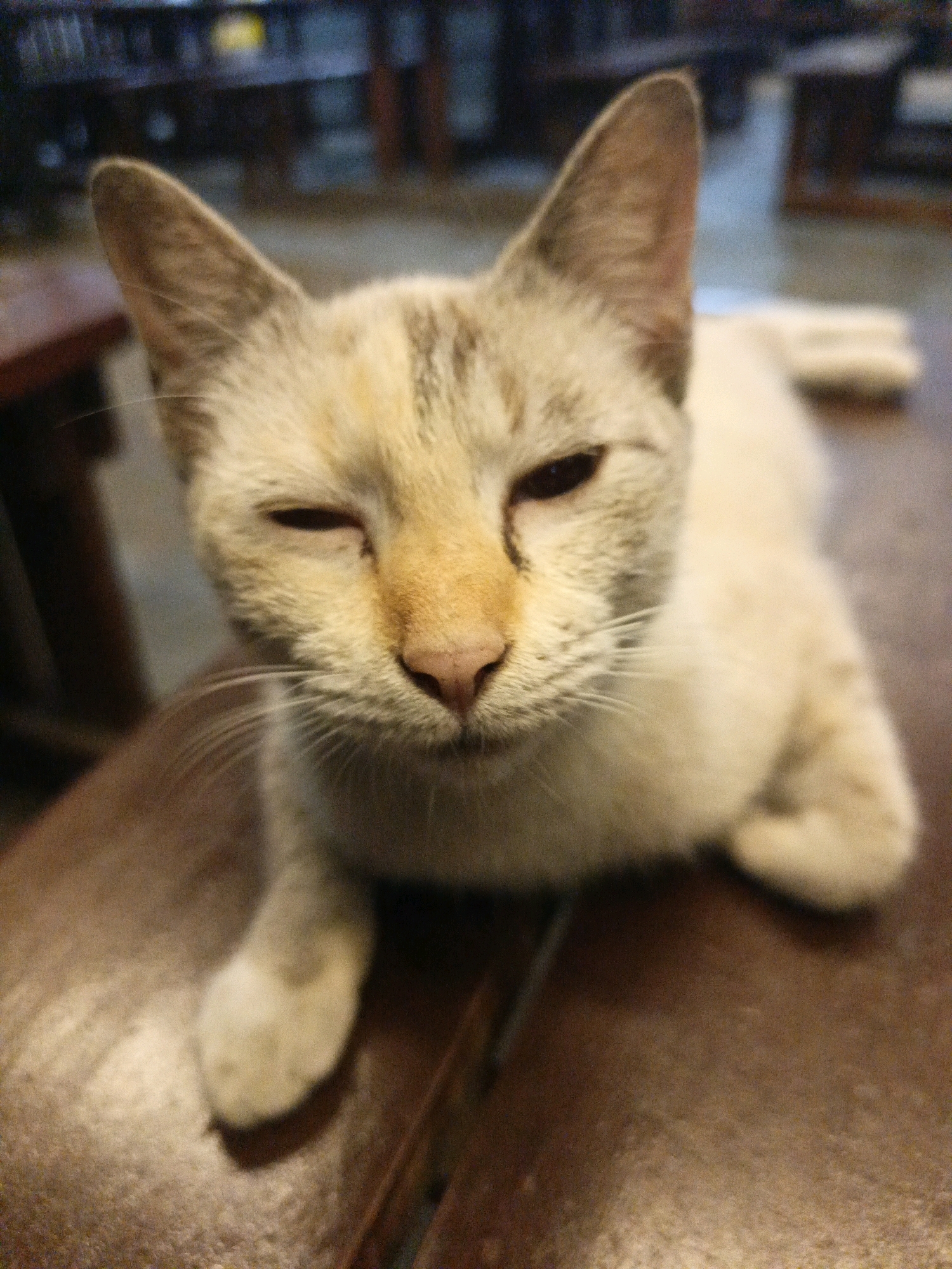 A light-colored cat with grey tabby markings on its face and ears is lying down on a brown surface that appears to be upholstery. The cat is looking towards the camera with its right eye partially closed. The background is out of focus and shows what appears to be a dimly lit indoor setting with tables and chairs, possibly a restaurant or cafe. The overall impression is a candid shot of a relaxed cat. The location is identified as Klepu, Indonesia.