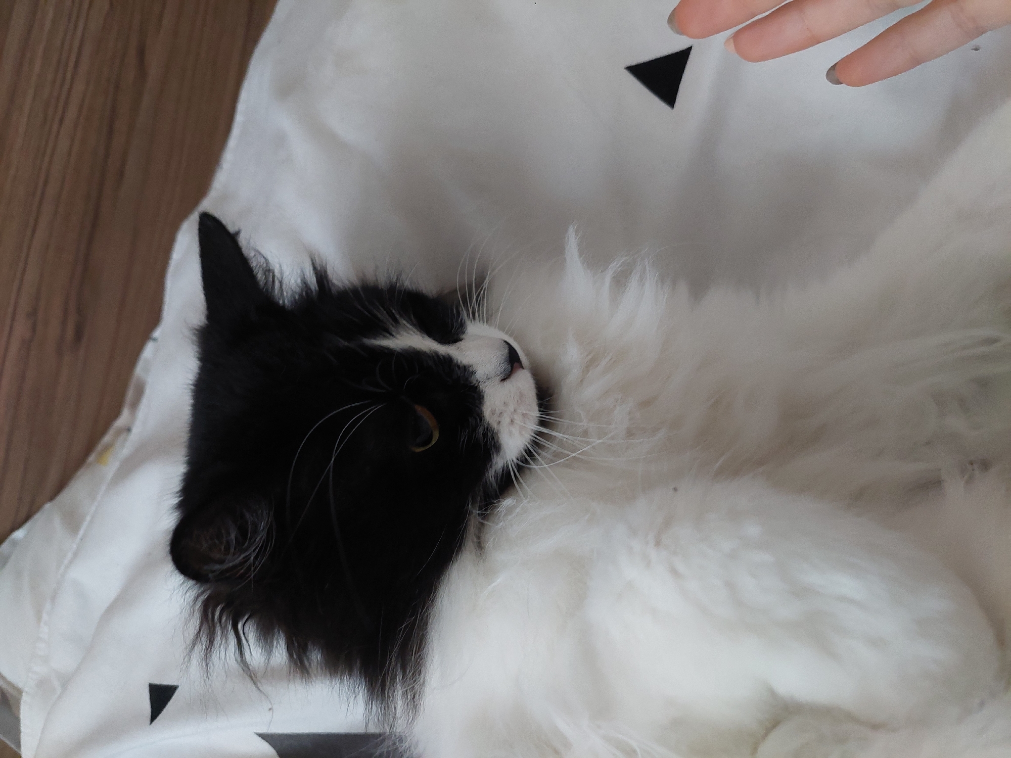 A black and white long-haired cat lies on a white surface patterned with black triangles, possibly a bed or blanket. A person's hand is visible near the cat. The location cannot be determined from the image.