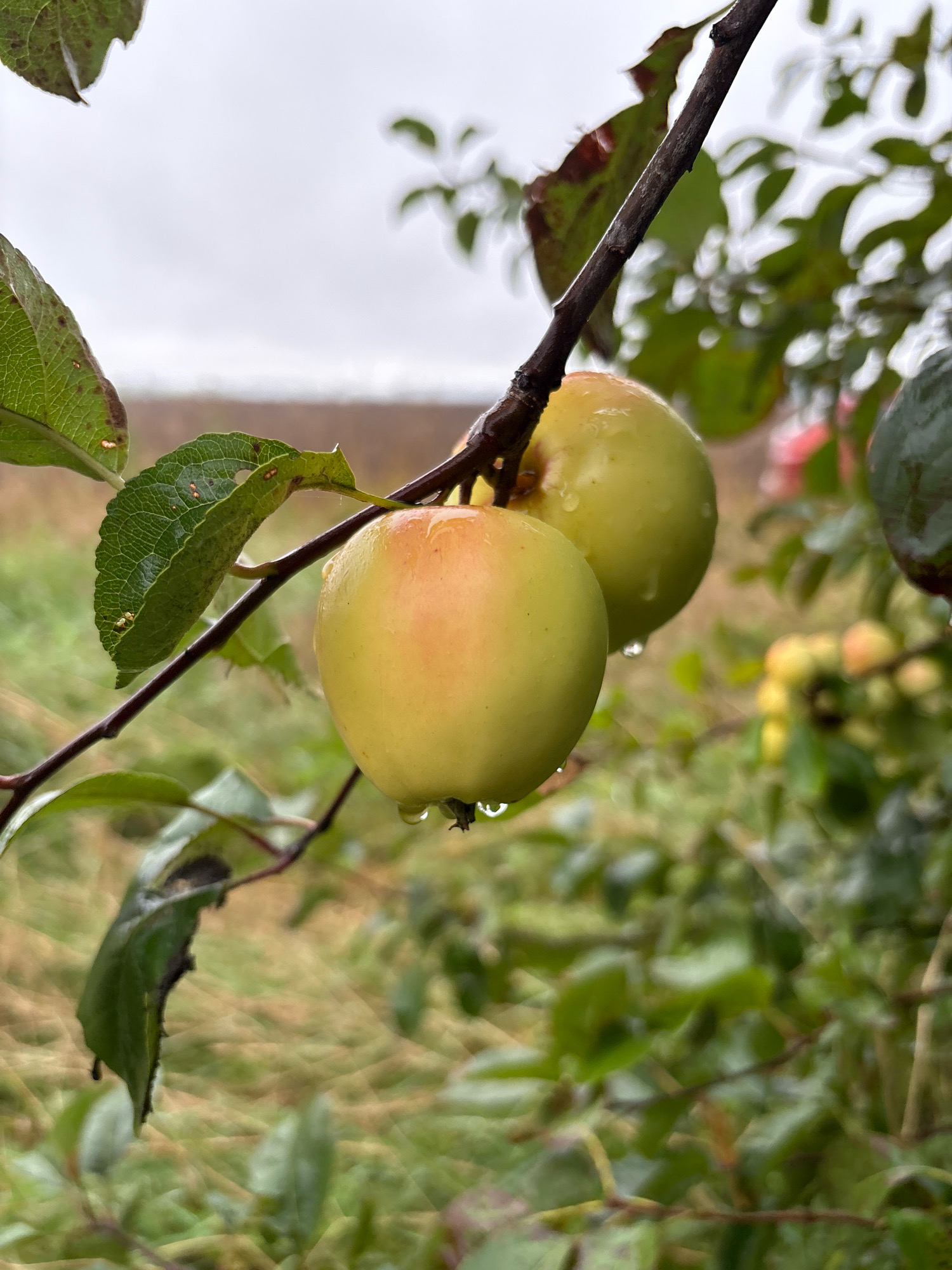 A close-up, eye-level shot captures two light green apples hanging from a tree branch, with water droplets visible on their skin. The apple on the left has a slightly pinkish hue on its upper portion, while the other apple is uniformly light green. Both apples are slightly out of focus, suggesting a shallow depth of field. The branch is dark brown and has a few green leaves attached, some of which show signs of decay. The background is a blurred expanse of green foliage and dry, yellowish grass, hinting at an outdoor orchard or rural setting, potentially in Lyady, Russia, during an overcast day given the muted lighting and soft focus.