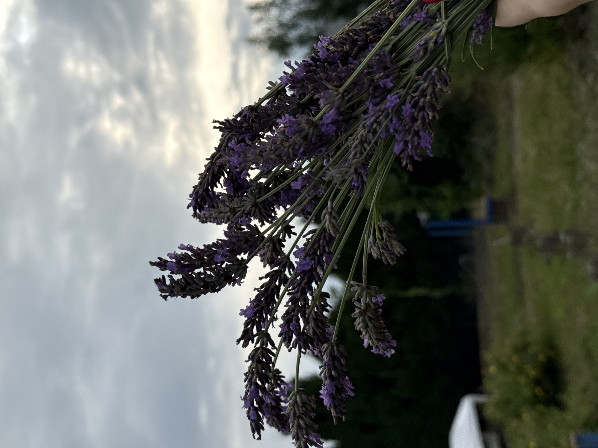 The media file features a close-up, vertically oriented shot of a bunch of lavender flowers being held by a hand, partially visible at the top right. The lavender is a deep purple with green stems. The background is a soft, out-of-focus blur of green foliage and a cloudy sky, suggesting an outdoor setting. The sky appears overcast with diffused light, indicating it's likely late afternoon or early evening. The overall mood is serene and natural. No text is visible in the image. The scene evokes a sense of harvest or appreciation for nature.