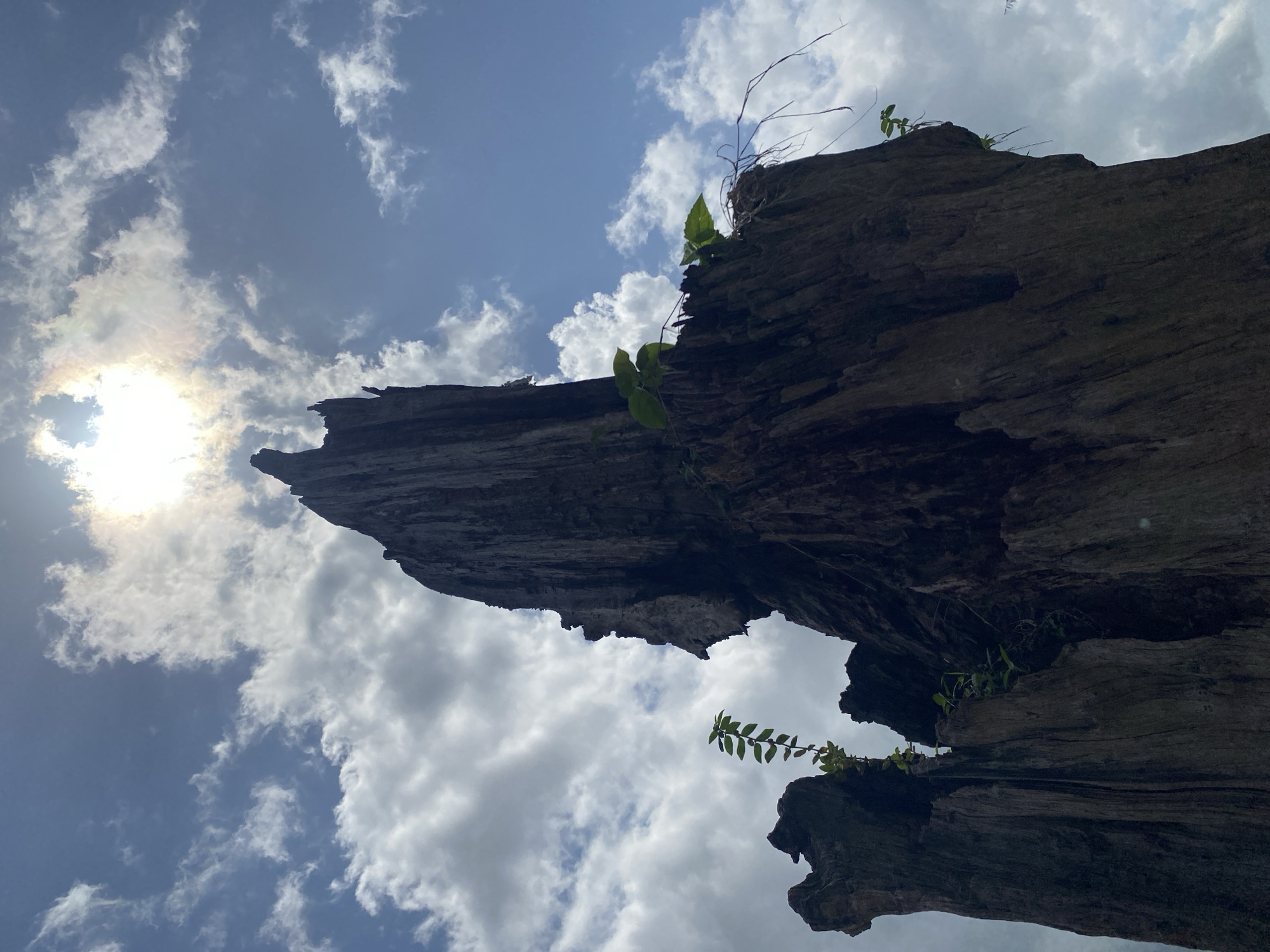 The image shows a fragmented tree trunk silhouetted against a bright, cloudy sky with the sun visible through the clouds. The tree trunk appears weathered and possibly dead, with some small green plants growing from its surface. The scene is shot from a low angle, looking upwards towards the sky. The location is not discernible as Amaigbo, Nigeria from the provided image content.