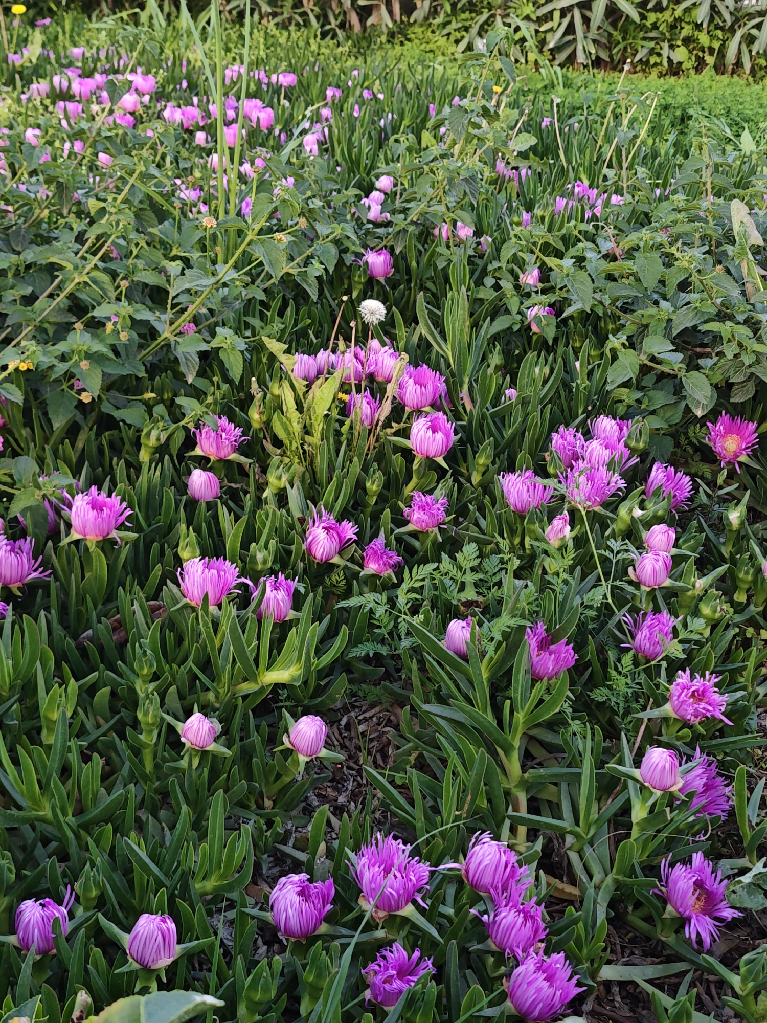 The image captures a dense patch of purple ice plants (Carpobrotus edulis) in bloom. The plants have thick, succulent green leaves, interspersed with numerous closed and open purple flowers. Other green plants and ground cover are visible in the background. The location, inferred from the prompt, is likely a public space or garden within Kemer, Turkey. The image depicts a natural scene without people or explicit interactions.