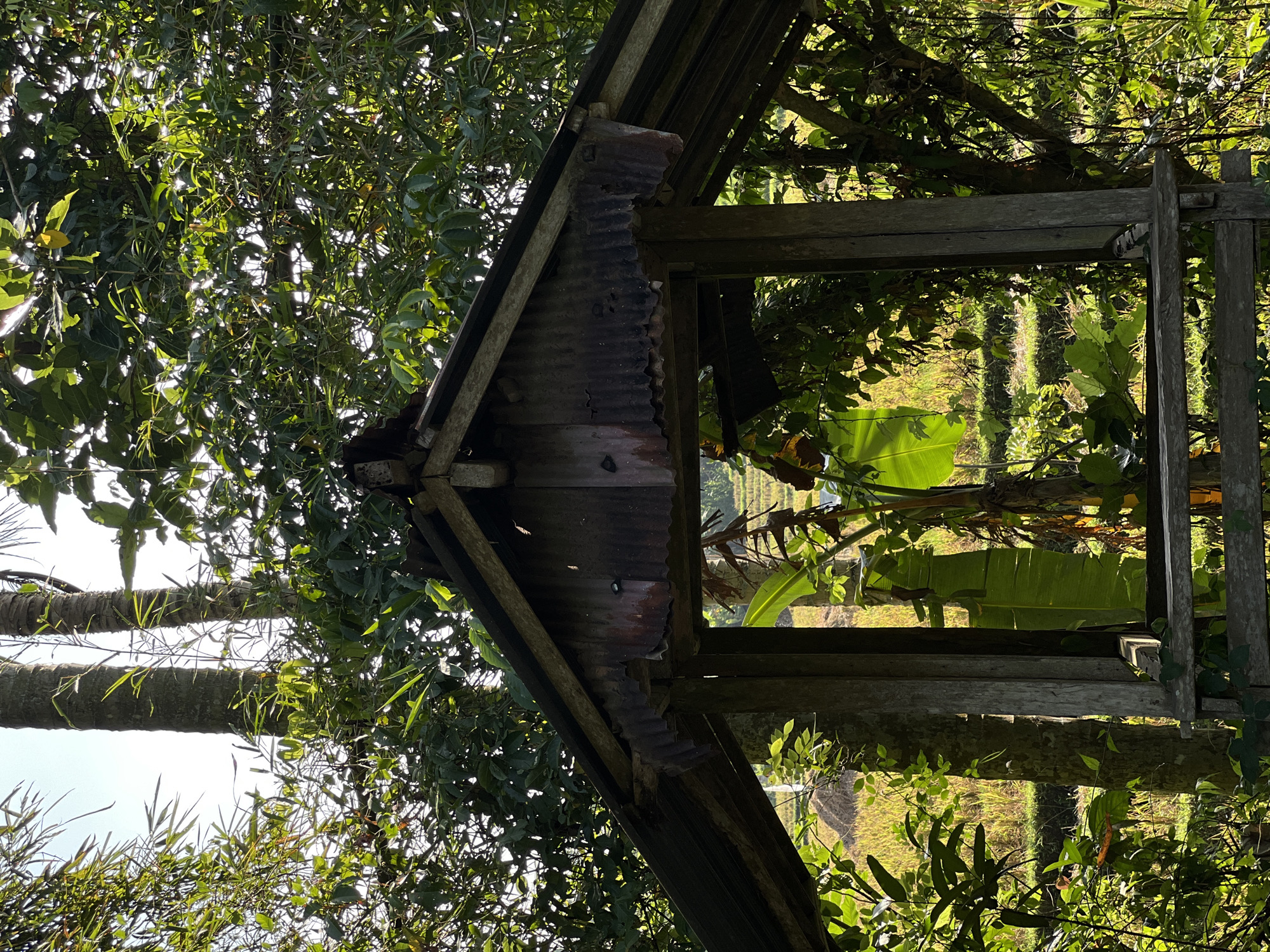 An aged, weathered wooden structure with a corrugated metal roof stands amidst lush green foliage. Sunlight filters through the leaves, casting dappled shadows. Through the open front of the structure, a sunlit field of rice paddies can be seen, characteristic of the rural landscape in Kerambitan, Indonesia. The scene conveys a sense of rustic tranquility and the natural beauty of the Indonesian countryside.