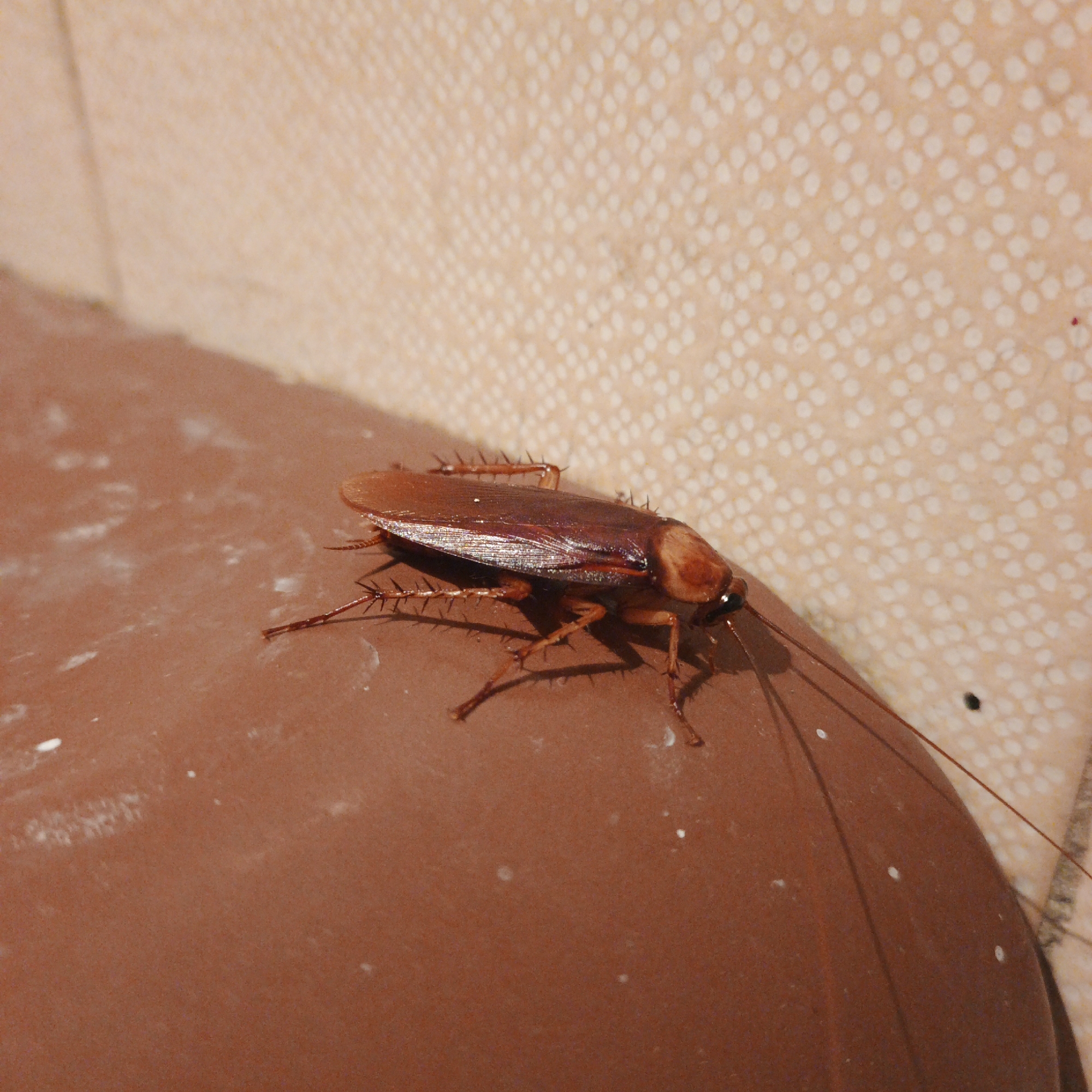A close-up shot depicts a large cockroach resting on a curved, reddish-brown surface, possibly a pipe or fixture. The cockroach is brown with darker bands on its abdomen and spiny legs. Its long antennae extend forward. The background shows a light tan wall with a regular pattern of small, raised dots. The location, Tinaquillo, Venezuela, is not discernible from the image alone.