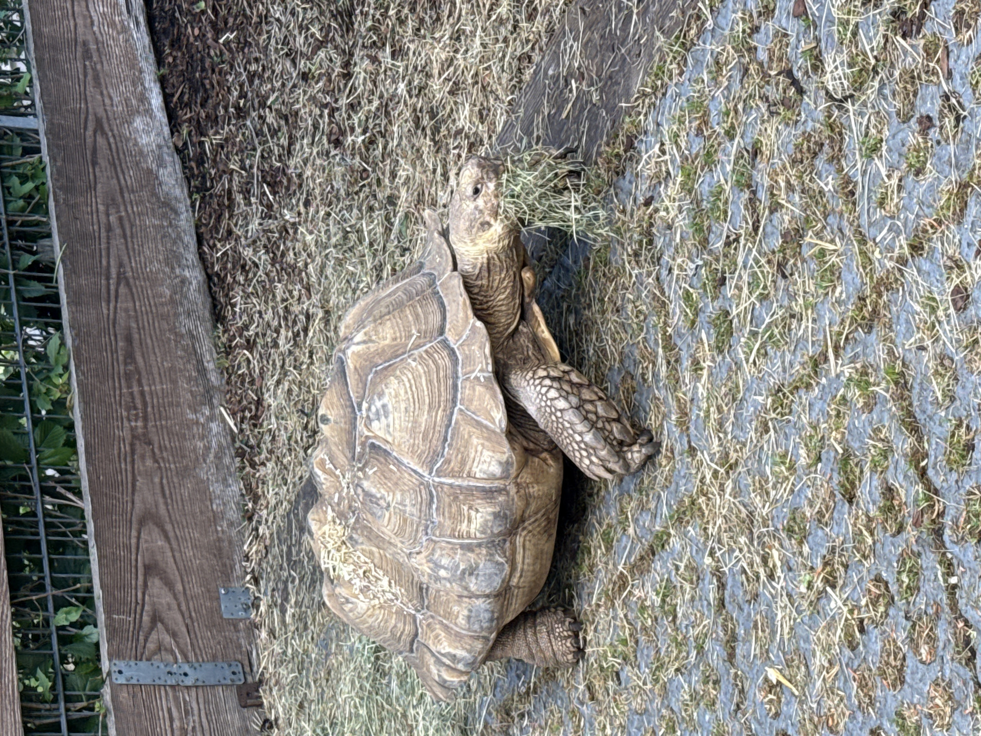 A large, light brown Sulcata tortoise is depicted in an outdoor enclosure, walking towards the right side of the frame and actively consuming a clump of straw-colored grass held in its mouth. The tortoise exhibits a domed, textured shell with prominent scutes and thick, scaled limbs. Remnants of dried grass or hay are visible on the top of its shell. The ground directly beneath the tortoise and in the foreground is composed of gray, perforated paving stones with sparse green sprouts and dried hay in the interstices. To the right of the tortoise and extending into the midground, the surface transitions to an area predominantly covered with dried hay and some darker soil or mulch. A weathered wooden plank or log lies horizontally on the ground to the tortoise's right. In the background, a horizontal wooden barrier or fence made of planks is visible, behind which a dark metal fence or grating is partially obscured by green foliage. The specific location in Weinstadt, Germany, cannot be independently verified from the visual information present in the image.