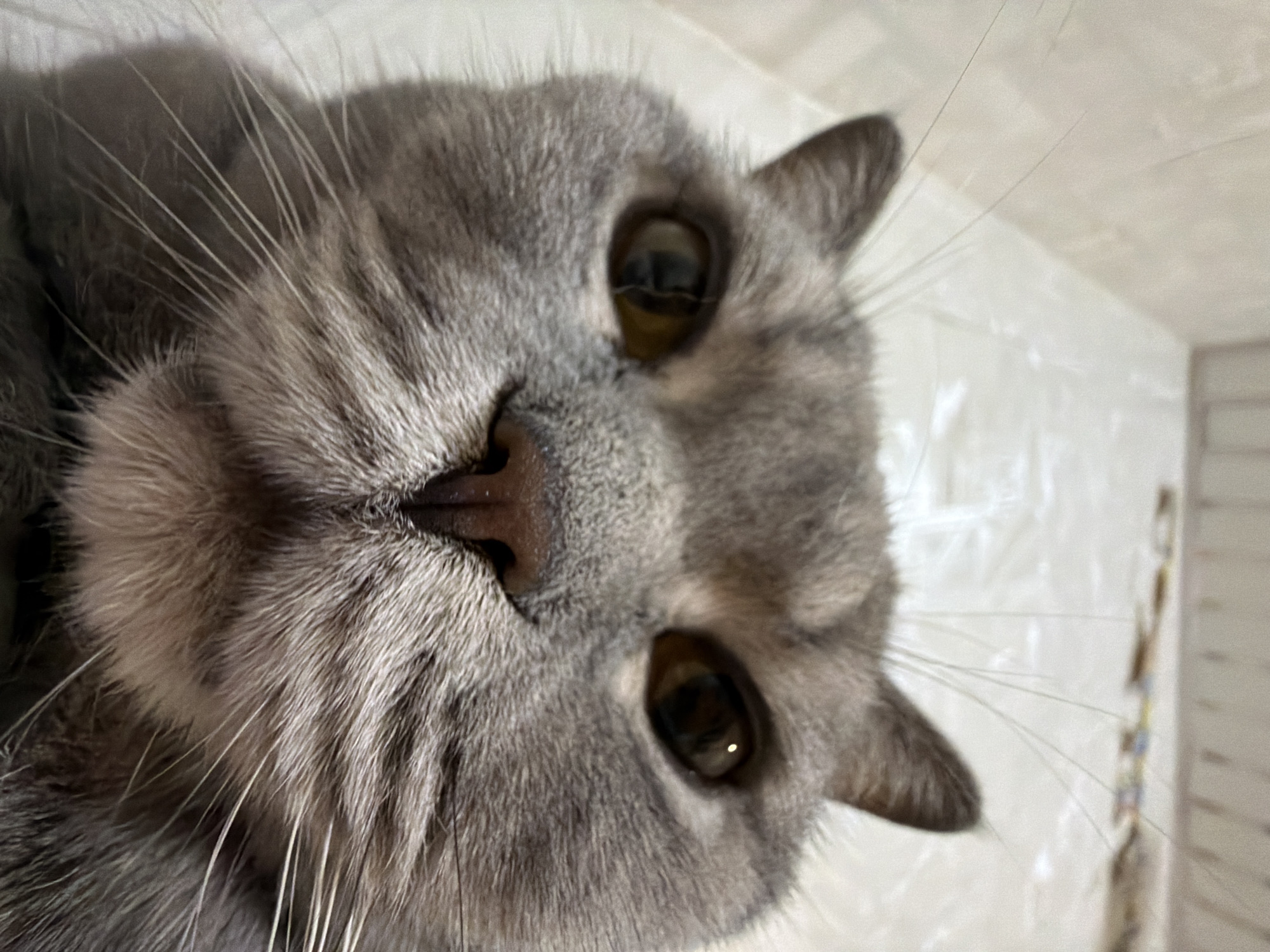 A close-up photograph shows the face of a grey cat with amber eyes. The cat's nose is pink and prominent, and its whiskers are long and white. The background is out of focus and appears to be a white surface, potentially a wall. The city and precise location within the city are unknown.