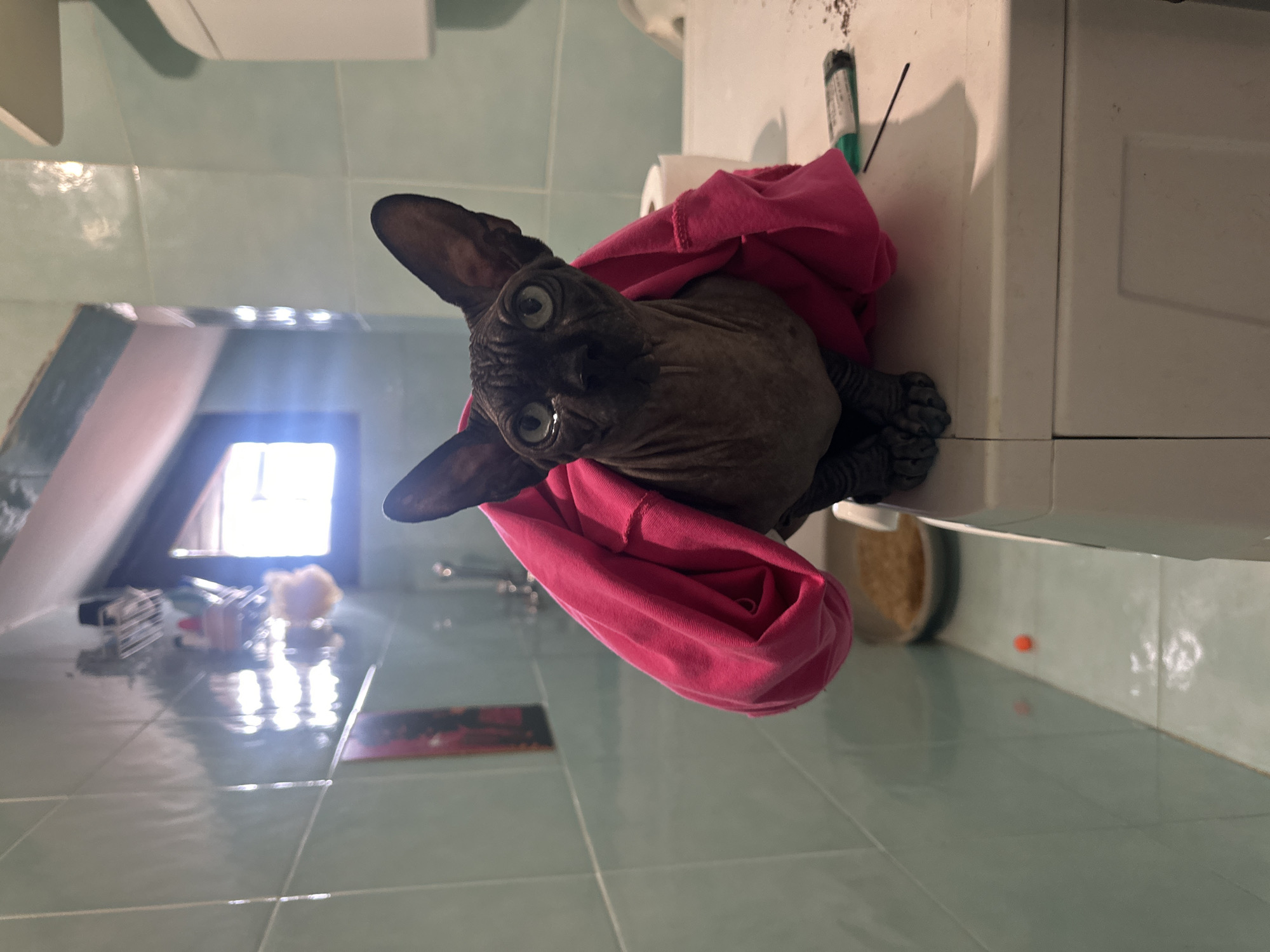 A hairless cat is draped with a pink cloth on top of a white appliance, possibly a washing machine or dryer, in a tiled bathroom. The bathroom has light green tiles on the walls and floor. There is a window in the background and various bathroom items on the floor. The location may be a residential bathroom. The city of Budva, Montenegro is not explicitly identifiable.