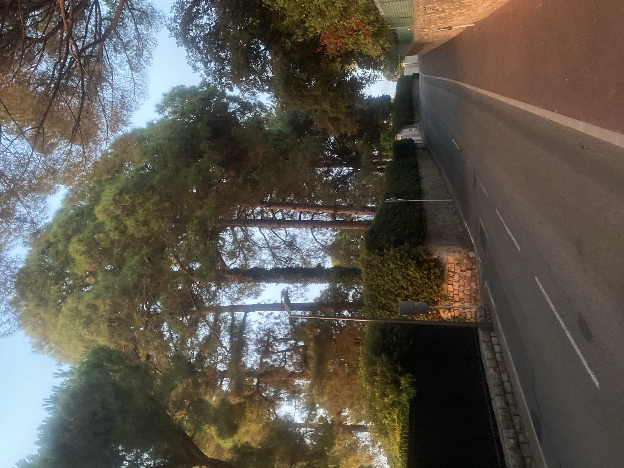 The image depicts a street in Antibes, France, lined with tall pine trees and dense green hedges. The road curves gently upwards, with a paved pedestrian walkway on the right side. A stone wall borders the walkway, and a similar wall with a black fence is visible on the left side of the street, interspersed with more stone walls and hedges. A street lamp stands on the left side of the road, near a stone wall. The sky is clear and pale blue, suggesting either early morning or late evening. The scene is empty of people and vehicles, presenting a quiet, residential atmosphere. The lighting suggests a golden hour, casting a warm glow on parts of the scene.
