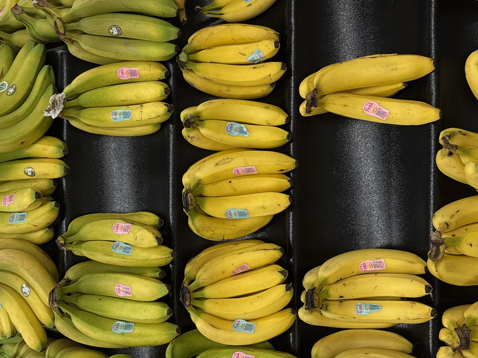 This overhead image captures numerous bunches of ripe bananas displayed in what appears to be a produce section of a grocery store or market. The bananas are arranged in orderly rows on a dark, textured surface, likely a plastic or rubber mat within a display bin.
The subjects of the image are the various bunches of bananas, which are predominantly yellow with some green hints, indicating they are fresh and ready for consumption. There are no people visible. The activity taking place is the display of produce for sale.
A notable detail is the presence of small, colorful stickers on many of the individual bananas. These stickers frequently bear the text "TUBA" and "MEXICO TUBA," indicating the origin and potentially a brand of the fruit. Other variations like "MEXIO TUBI" are also visible. Given the provided location context of San Bernardino Tlaxcalancingo, Mexico, it is highly probable that these bananas are either grown in or being sold within Mexico. The consistent branding suggests a commercial retail environment. The arrangement of the bananas fills the frame, showcasing a plentiful selection. No specific time of day or weather conditions can be discerned from the indoor setting.