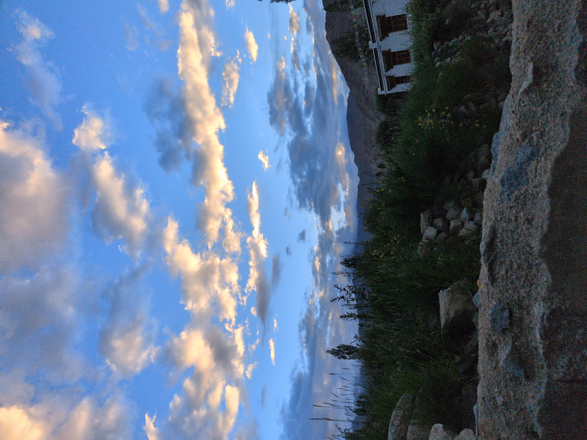 This image depicts a landscape scene at dusk in Leh, India. The sky is a vibrant blue, transitioning into darker hues as clouds drift across. The clouds are illuminated by the setting sun, casting golden and orange light on their undersides, creating a dramatic contrast with the darkening sky. In the foreground, there is rough, textured ground, likely made of stones and dirt, with patches of dry grass and vegetation. A line of tall, dry grass stalks stands prominently on the left side of the frame.
Further back, dense green vegetation covers the ground, with occasional yellow wildflowers peeking through. Behind the vegetation, a mountain range is visible in the distance, its peaks softened by the twilight. A building with white walls and dark-framed windows, characteristic of the architecture in the region, is situated on the right side of the image, partially obscured by greenery. Prayer flags, common in Buddhist regions, are strung across the top of the building, adding a cultural element to the scene. The overall impression is one of a serene and picturesque evening landscape.