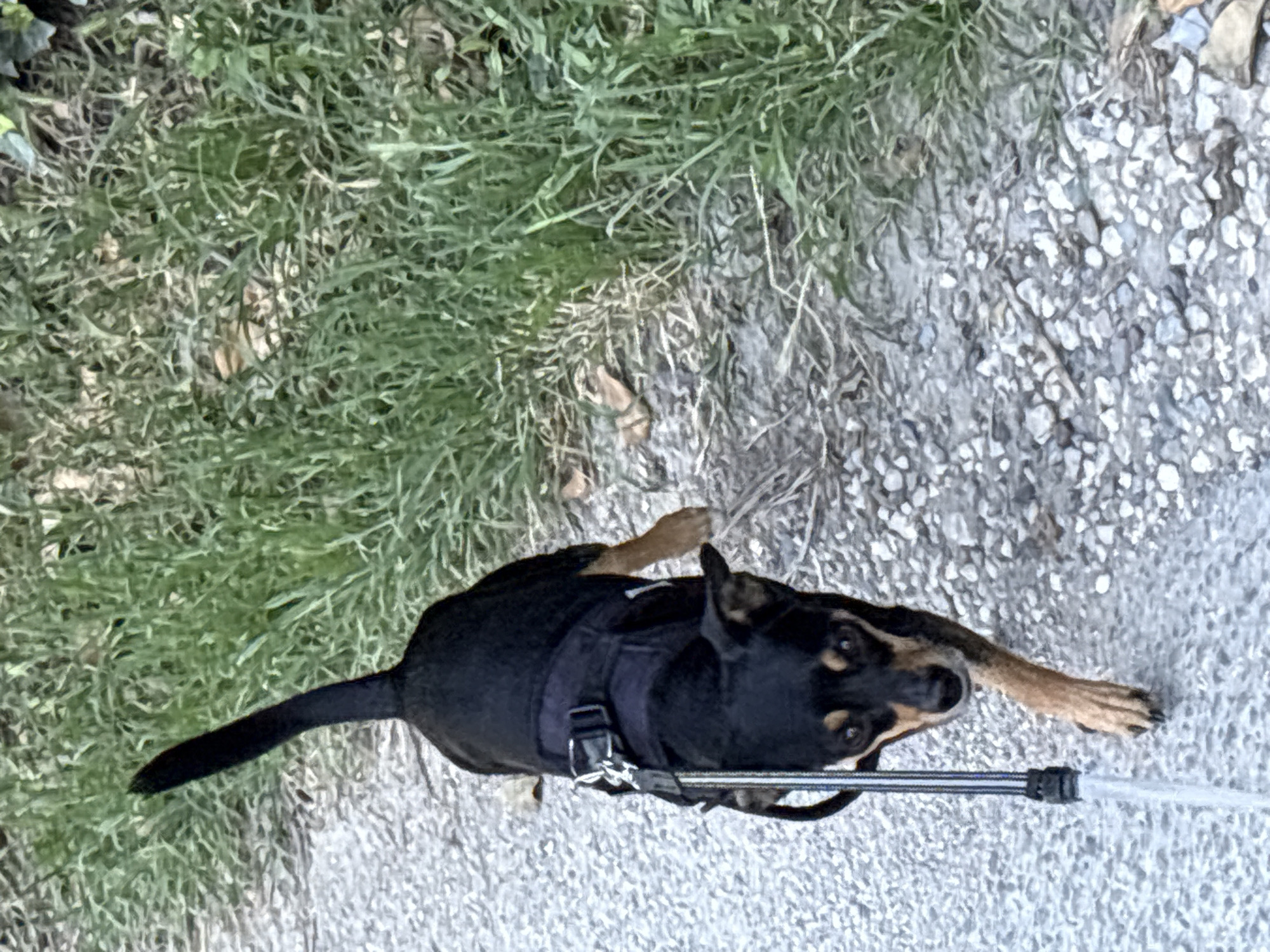 A black and tan Miniature Pinscher dog, wearing a black harness and leash, is walking on a gravel path next to a patch of green grass. The dog is facing the camera and appears to be looking down at the viewer. The scene is set outdoors, likely in a park or along a sidewalk in Varna, Bulgaria. The lighting suggests it is daytime.