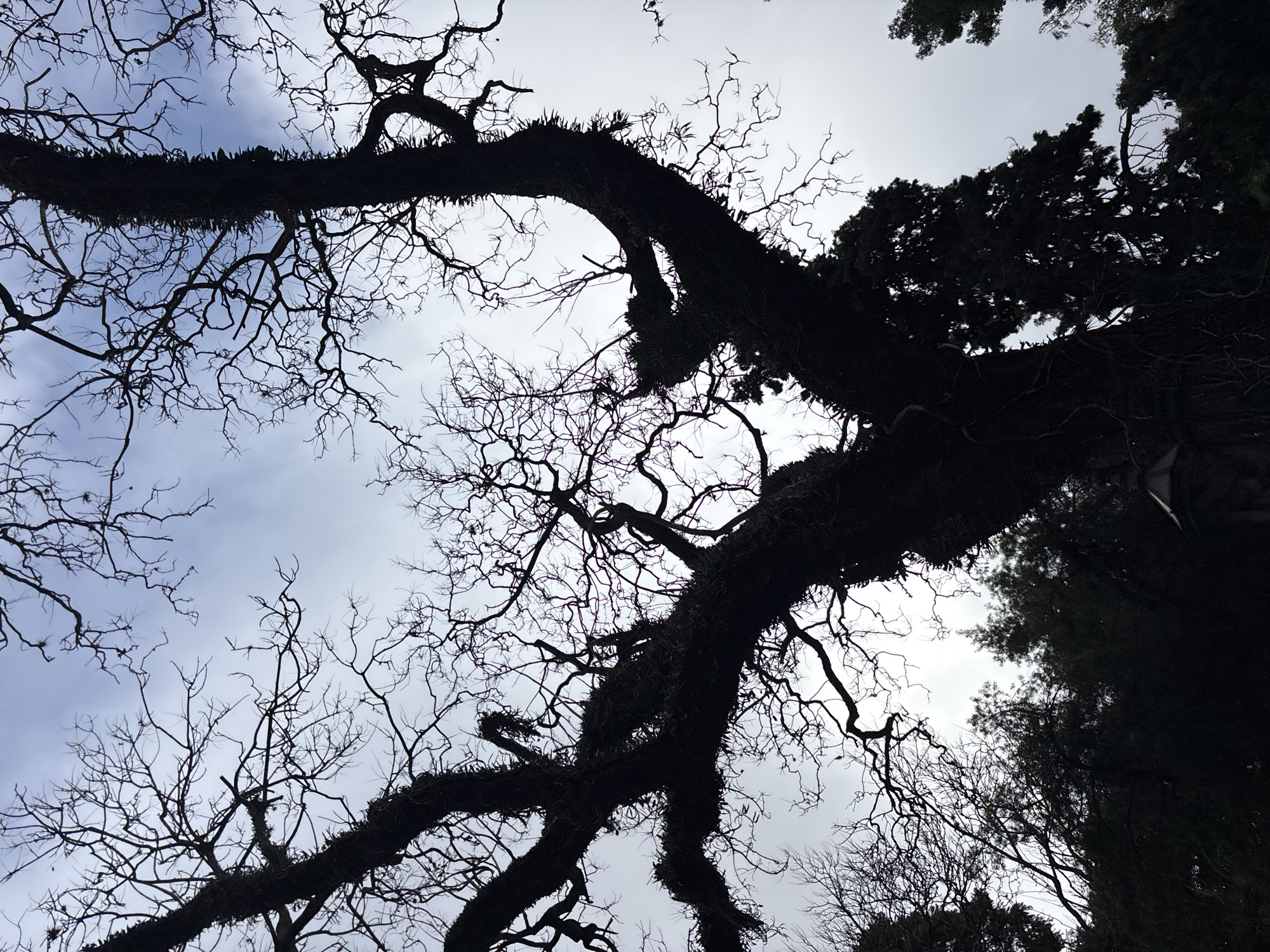This upward-facing photograph captures a dense canopy of trees silhouetted against an overcast sky. The image prominently features a network of gnarled, dark tree branches that are either bare or heavily laden with epiphytic growth, such as moss or lichen, creating intricate, skeletal patterns against the bright, cloudy backdrop. These branches, likely from a deciduous tree, dominate the left and central portions of the frame, with a large, curved branch spanning across the upper half. Towards the right side and upper-right corner of the image, dense clusters of darker evergreen foliage are visible, suggesting the presence of a different type of tree, possibly coniferous.
The sky is predominantly light grey and white, indicating an overcast daytime with diffused light. The perspective is from directly below the trees, looking upwards towards the crown. There are no people, man-made objects, or visible text in the scene. The image depicts a natural, possibly wild, landscape element, likely within a park or wooded area in Buenos Aires, Argentina. The overall impression is stark yet organic, highlighting the complex structure of the tree canopy against the sky.