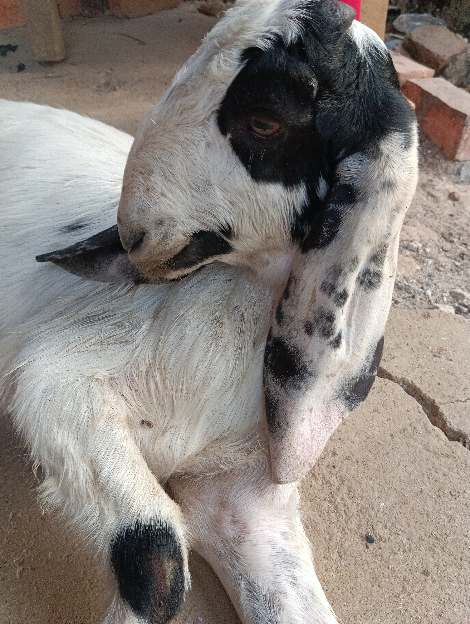 A black and white goat is lying on a concrete surface outdoors. The goat has large, floppy ears with black spots and black markings around its eyes. Its fur is mostly white with scattered black patches. The background appears to be a dusty, outdoor environment with some bricks and a wooden post visible. There is no indication of the specific location within Pematang Jaya, Indonesia.