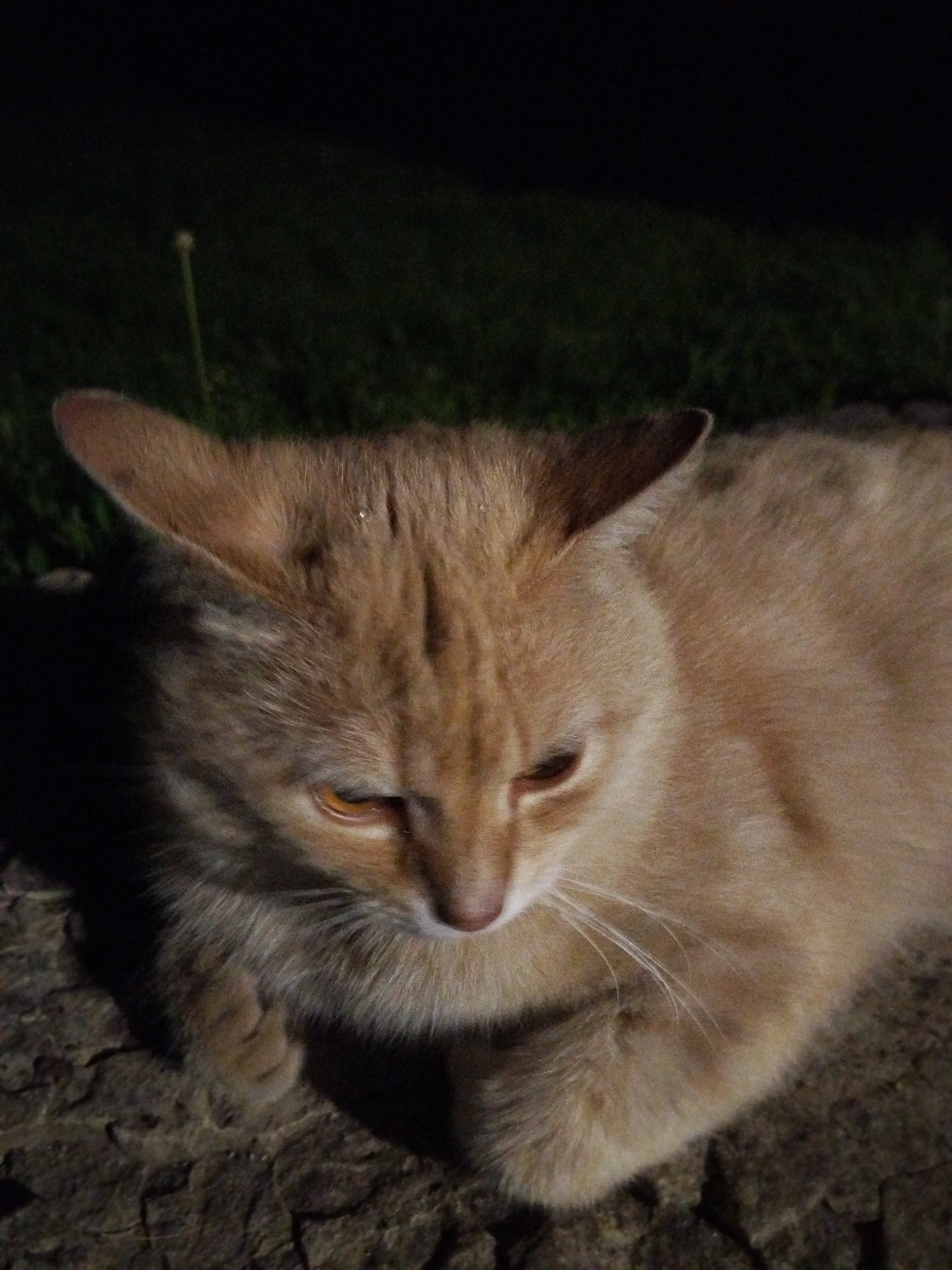 A close-up, low-light shot depicts an orange tabby cat resting outdoors at night. The cat, with warm ginger-colored fur and subtle darker striped markings, is positioned in the lower half of the frame, facing slightly towards the right and looking downwards. Its eyes are partially closed, appearing amber or orange, and its ears are perked.
The cat is lying on a rough, dark, textured surface, possibly paving stones or rocks, which occupies the bottom portion of the image. The background is very dark, suggesting nighttime, with indistinct dark green foliage or grass visible behind the cat. A single, thin, light-colored stem or blade of grass stands upright in the upper left background.
The lighting is dim and appears to come from an artificial source, illuminating the cat's fur and eyes but leaving much of the background in shadow. No activity is explicitly taking place beyond the cat resting. There is no visible text.