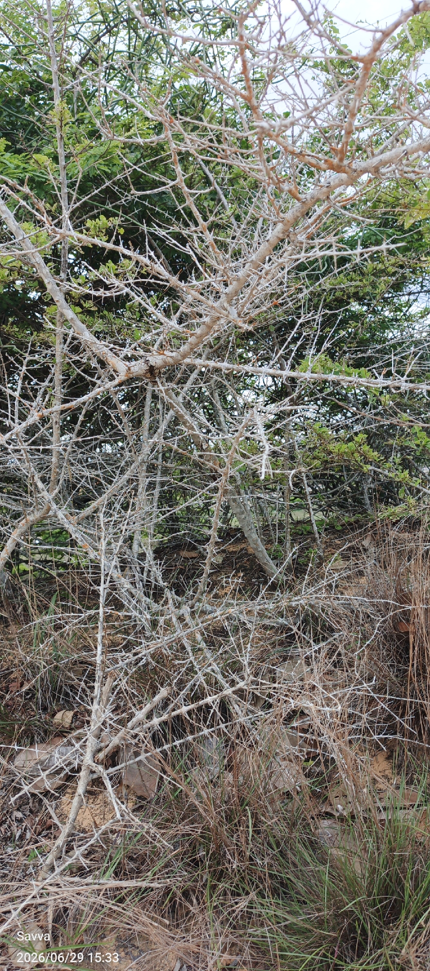 This image displays a dense thicket of dry, thorny branches in the foreground, with green foliage visible in the background. The thorny branches are pale grey and white, crisscrossing each other to create a complex, tangled structure. Some smaller green leaves are interspersed among the dry branches. The ground below appears to be covered in dry grass and fallen leaves. The overall impression is one of a wild, overgrown area. The watermark in the lower left corner indicates the image was taken in Phu Thuy Ward, Vietnam, on June 29, 2026, at 15:33. There are no people or animals visible in the image. The scene is static and appears to capture a natural outdoor environment.