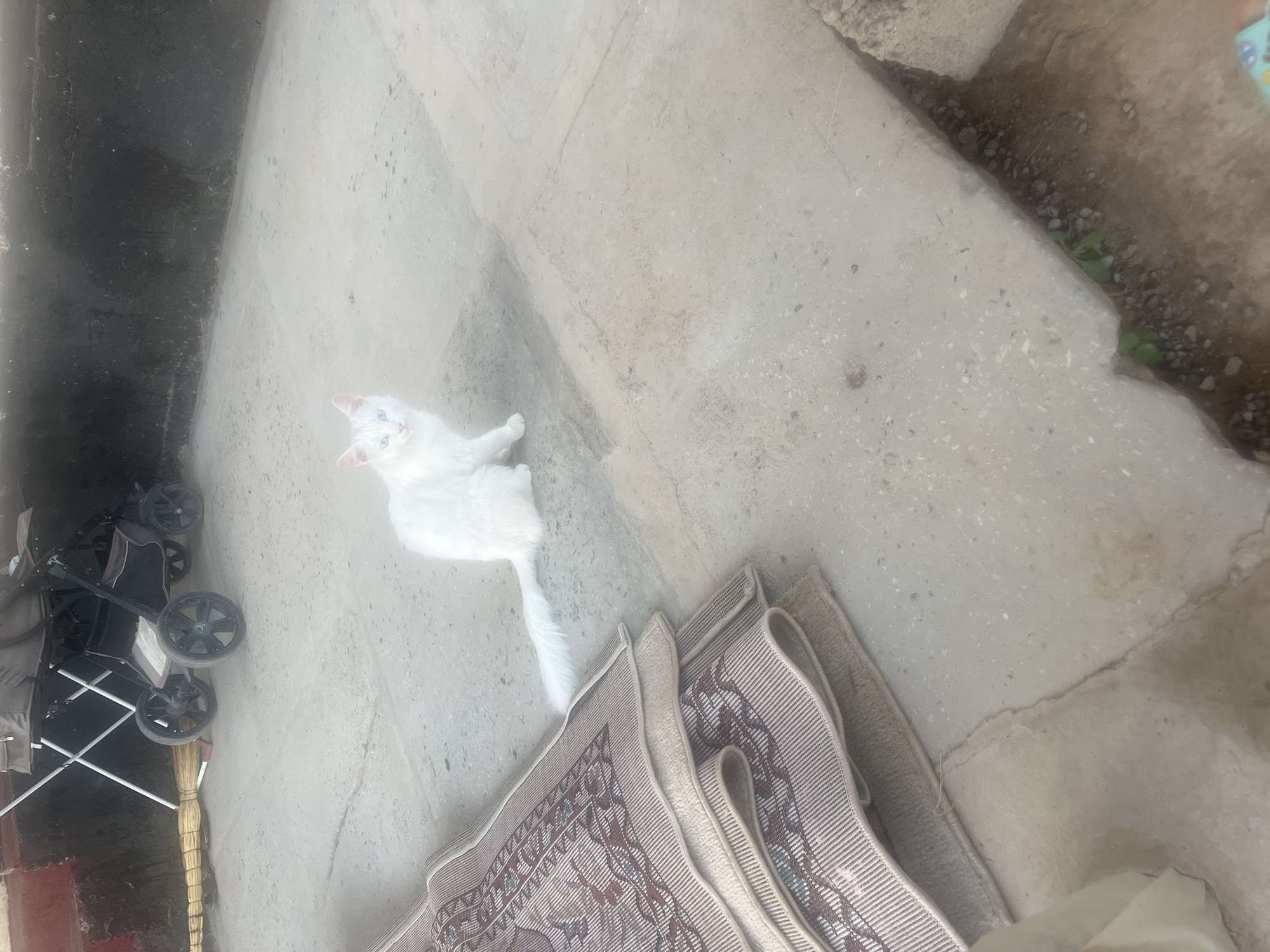 A white cat with bright blue eyes sits on a concrete surface in front of a stack of rolled-up rugs. The cat is facing the camera. In the background, a baby stroller is parked next to a broom. The environment appears to be outdoors, possibly in a residential area, with a dark, textured wall behind the stroller. The ground is made of concrete with some cracks and discoloration.