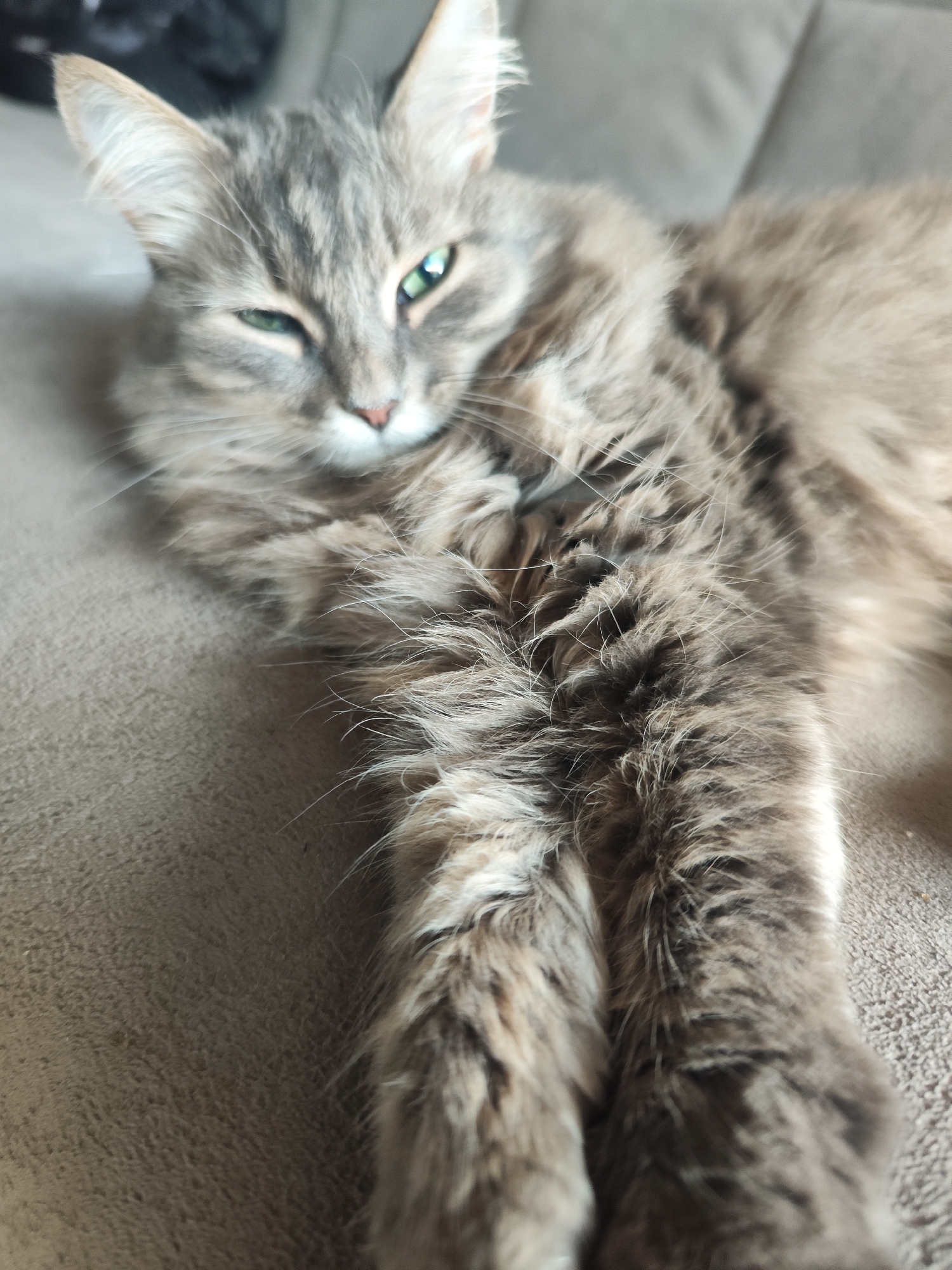 A fluffy, long-haired tabby cat is the sole subject of this close-up, indoor photograph. The cat, exhibiting shades of grey and brown with distinct tabby markings on its face and legs, is lying comfortably on what appears to be a light beige upholstered sofa or couch. Its body is stretched out, with its front paws extending towards the lower right of the frame.
The cat's expression is relaxed, with one eye (the left eye from the viewer's perspective) appearing partially closed or squinted, while the other eye is open and reveals a striking green hue. It seems to be looking directly towards the camera. Notable details include its prominent white whiskers, pink nose, and pointed ears with light-colored fur on the inside.
The lighting suggests it is daytime, with natural light illuminating the cat's fur, particularly on its head and the stretched leg. The background is softly blurred, emphasizing the cat in the foreground. No human subjects, objects other than the cat and sofa, or visible text are present. The scene conveys a sense of calm and contentment. While the provided location context is Chaikovsky, Russia, there are no specific visual cues within the image itself to confirm this location.