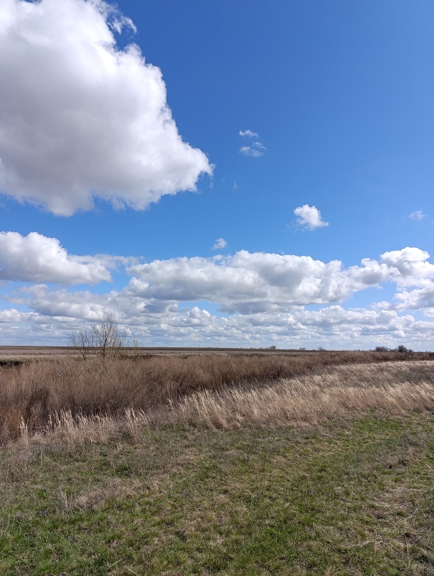 The image shows a landscape with a field under a blue sky filled with cumulus clouds. The foreground consists of green and brown grass, transitioning to taller brown grass and brush in the middle ground. In the background, a flat horizon line is visible with sparse vegetation. The location is Usov, Russia. No people, actions, or interactions are evident.