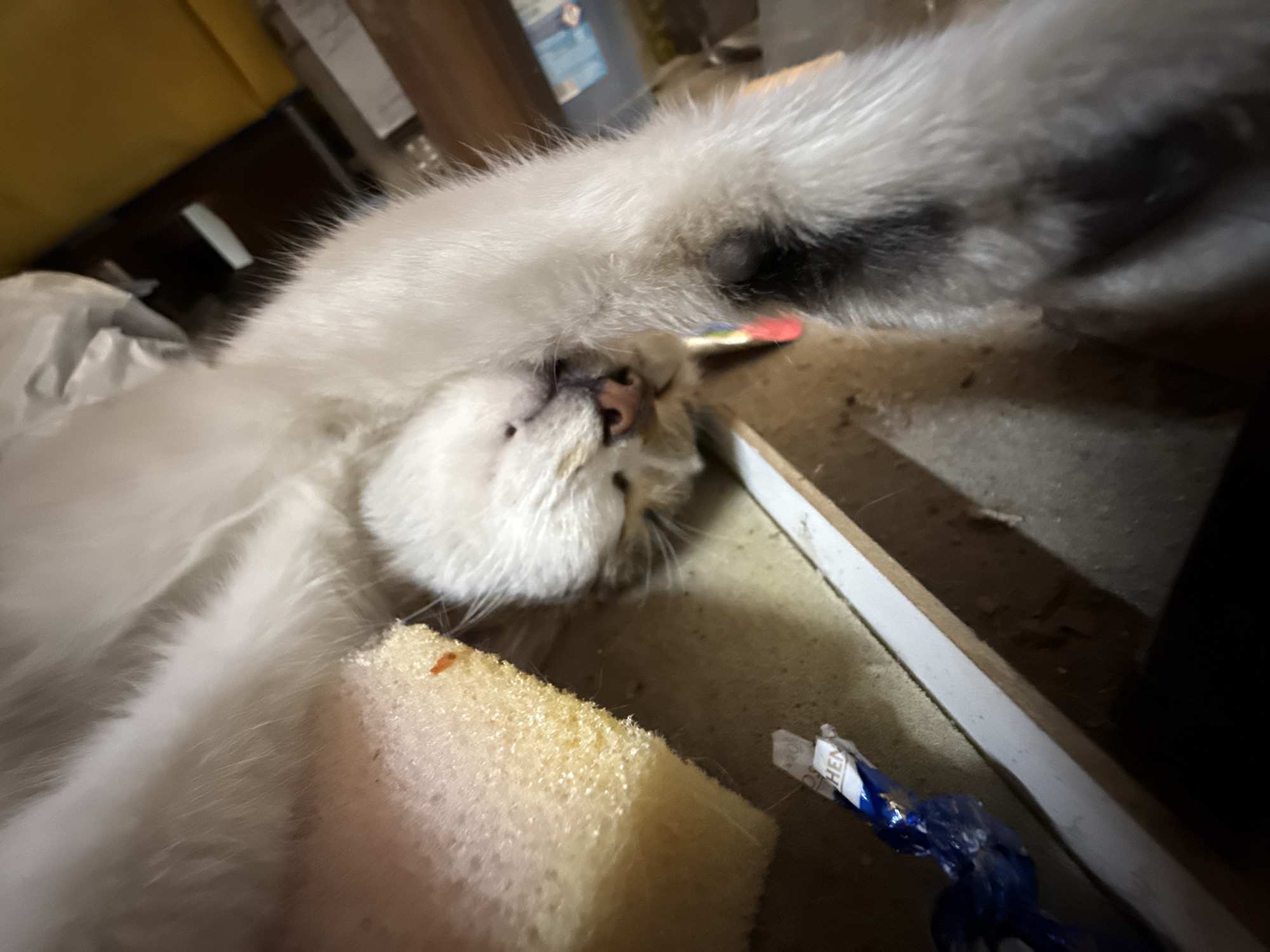 A white cat with black markings is lying on its side on a dirty surface. A piece of yellow foam and a blue plastic object are also visible on the surface near the cat. The background is blurry and contains a mix of objects, including what appears to be a yellow container. The location is unknown and I cannot determine whether it is in Plovdiv, Bulgaria.