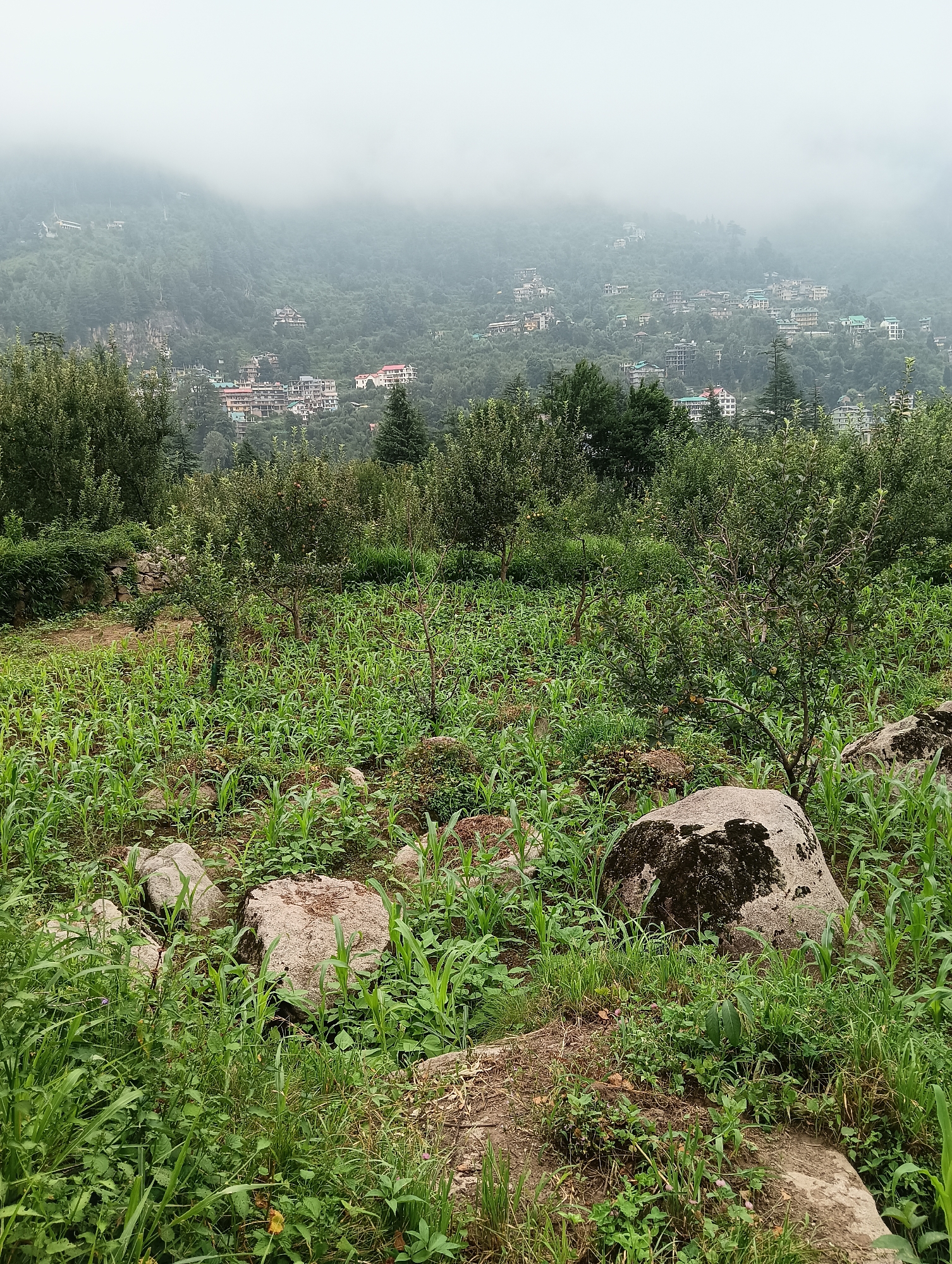 The image depicts a terraced agricultural field in Manali, India, likely a rural or semi-rural area on the outskirts of the town. The field is planted with young corn stalks, interspersed with other green vegetation and some scattered rocks. In the foreground, several large, moss-covered boulders are visible, adding a rugged texture to the landscape. Behind the field, a dense forest of trees covers the lower slopes of a mountain. Further up the mountain, numerous buildings, appearing to be houses and hotels, are clustered together, indicating the presence of a settlement. The upper reaches of the mountain are obscured by thick fog, creating a hazy, atmospheric backdrop. The overall impression is of a tranquil, natural setting blended with human habitation.
