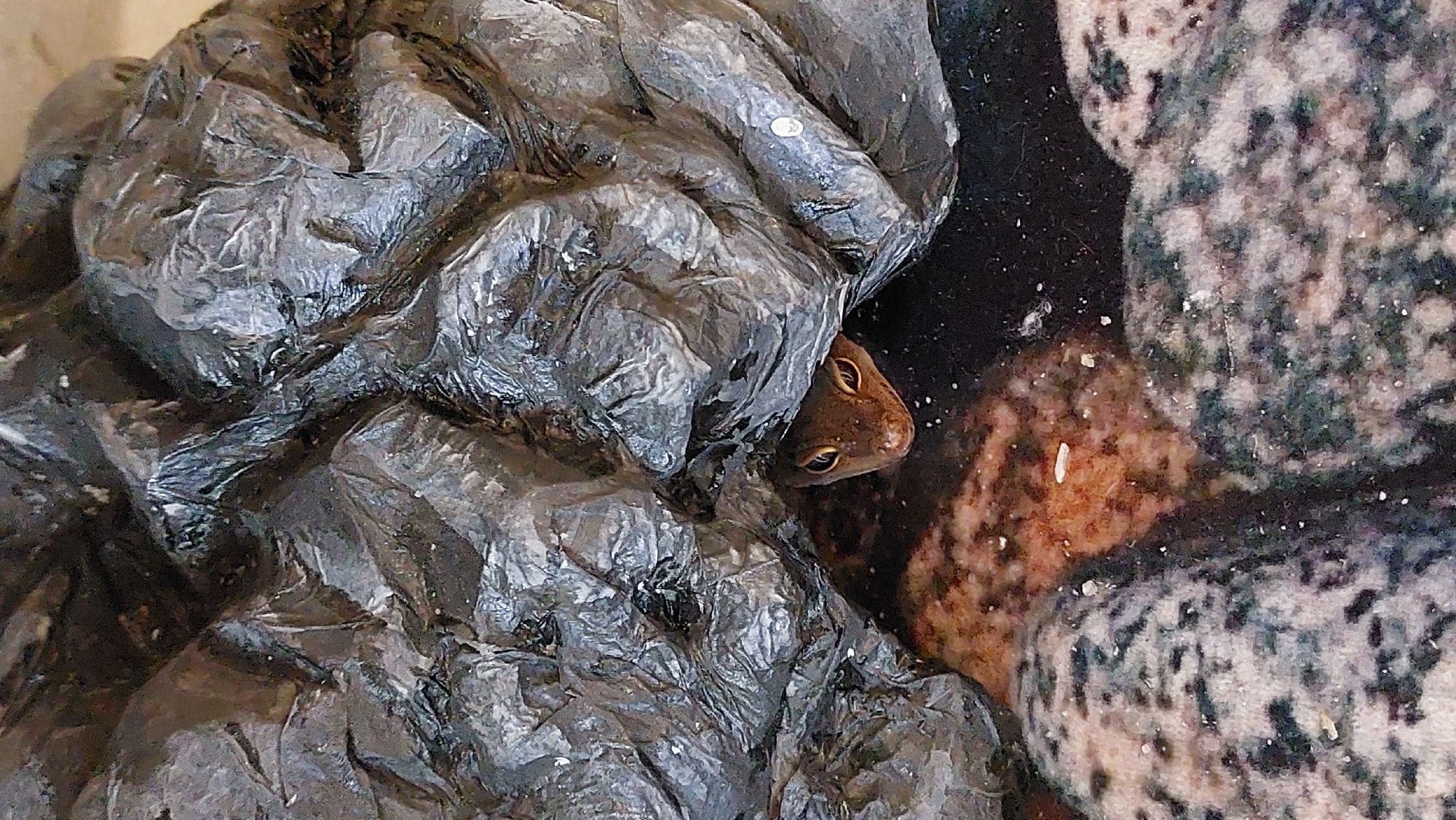 An overhead close-up shot shows a small, brown gecko peeking out from a crumpled pile of dark plastic material. The gecko's head is visible, with large, dark eyes and a slender snout. The plastic material is wrinkled and appears to be a garbage bag or similar item. Below the plastic is a textured surface with a mottled brown and black pattern, possibly fabric or a carpet. The background is dark. The image is sharply focused on the gecko and the immediate surrounding materials.