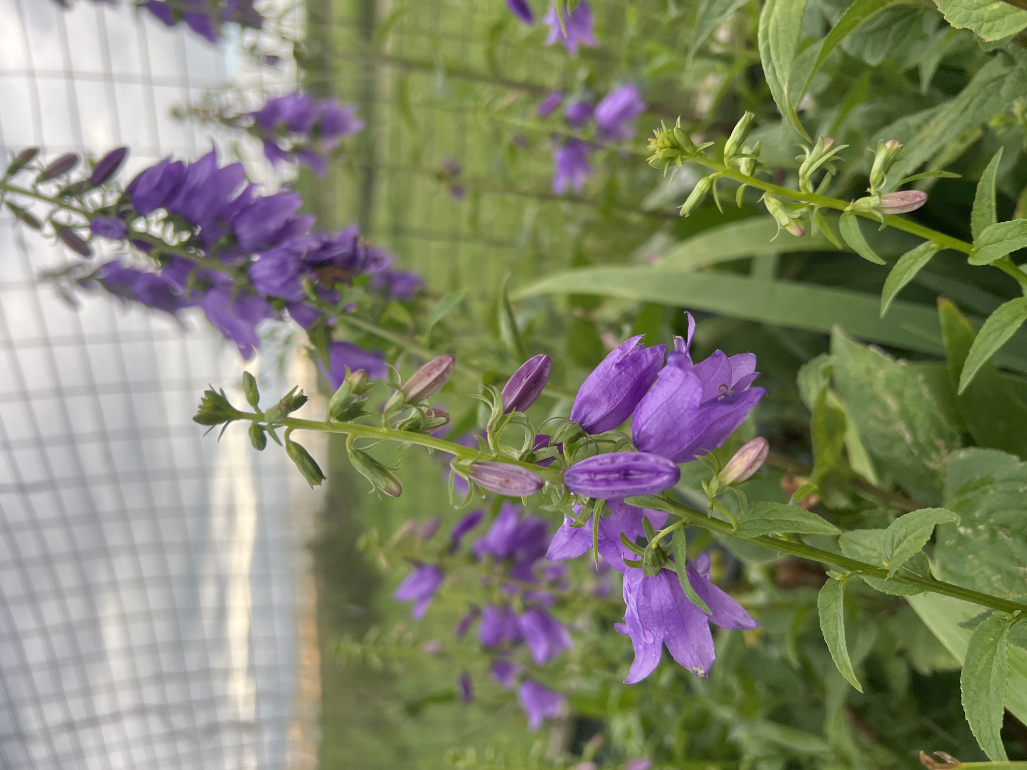 The media file is a close-up, vertical, shot of a flowering plant with bell-shaped purple flowers. The flowers are clustered on thin green stems, with some buds still closed. The plant is in focus in the foreground, with a blurred background of more of the same flowers and green foliage. To the left of the flowers, a translucent, white grid-like structure is visible, likely a greenhouse or netting. The overall impression is one of a lush, garden setting. The lighting suggests it is daytime, and the dew drops on the flowers indicate recent rain or morning dew, suggesting a cool or humid environment. No people, text, or specific events are visible. The location context provided is Pivkino, Russia.