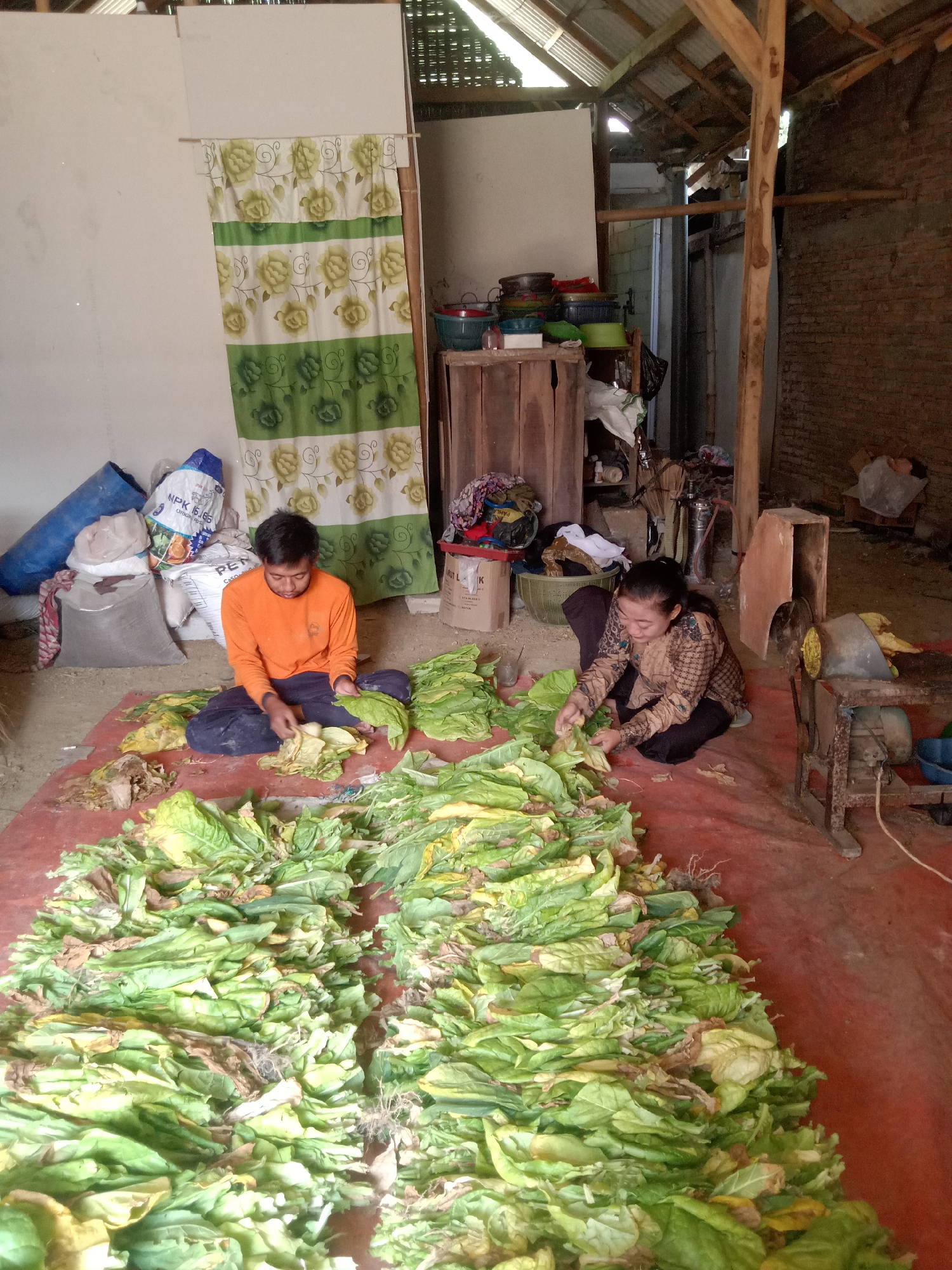 In a rural building with a corrugated metal roof supported by wooden beams in Pacing, Indonesia, two individuals are processing tobacco leaves. A young man wearing an orange long-sleeved shirt and dark pants sits on a red tarp, handling green tobacco leaves. To his right, a woman in a patterned long-sleeved shirt and dark pants is also seated on the tarp, actively working with the leaves. The tarp is covered with a large quantity of harvested tobacco leaves, some appearing fresh and green, while others show signs of drying with yellow and brown discoloration.
In the background, several large sacks, including one labeled "NPK 15.15.15," are piled against a wall draped with a floral patterned curtain. The environment appears to be a working area within a dwelling or storage space, with exposed brick walls, wooden structures, and various tools and containers scattered around. A piece of agricultural machinery, possibly a processing machine, is visible to the right of the woman. The overall scene depicts a communal or family-based agricultural activity.