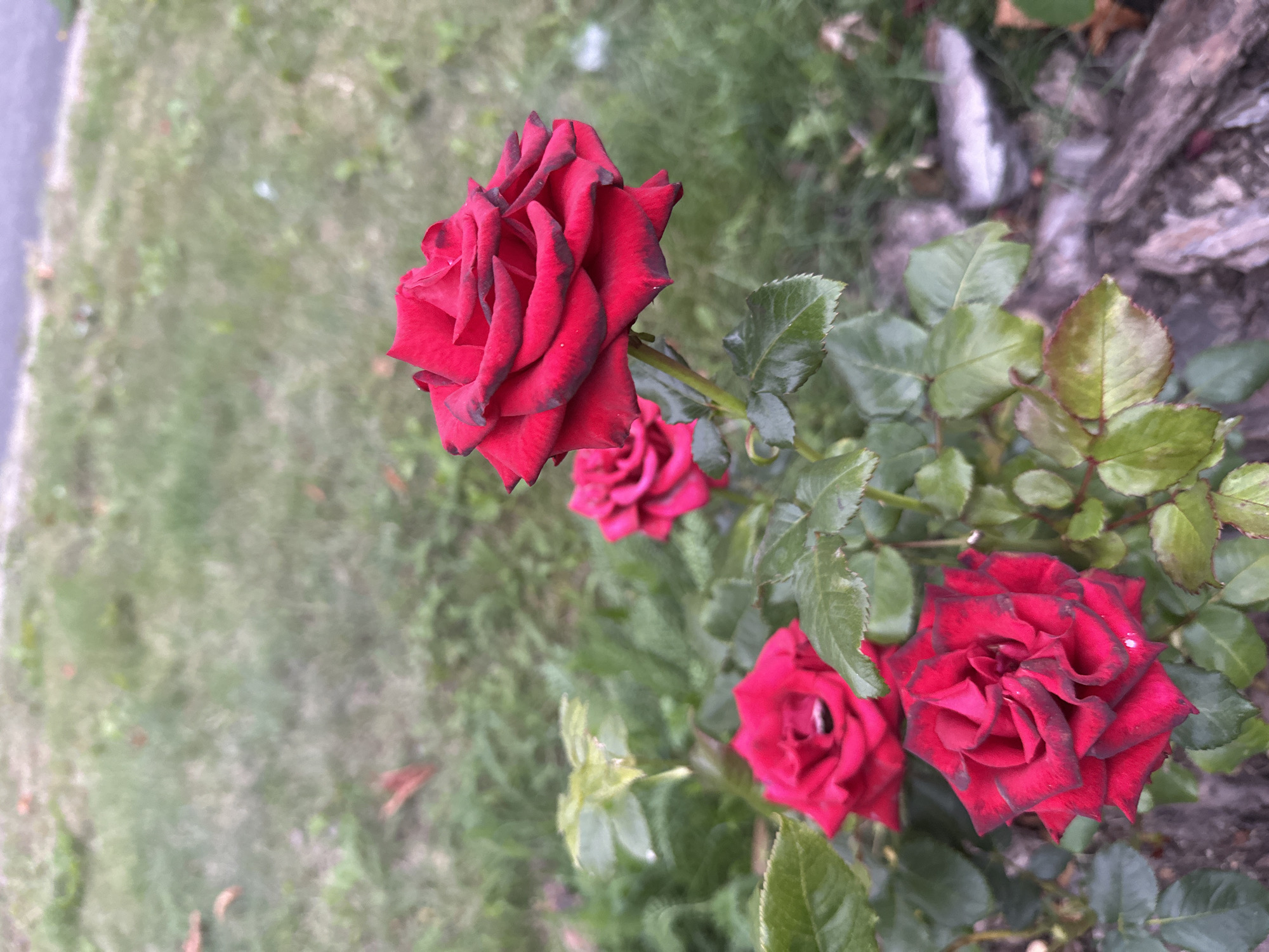 A close-up, eye-level shot captures a cluster of vibrant red roses with dark-edged petals in a garden setting. The roses are in bloom, with intricate petal formations. Several roses are visible, with one prominent rose in the foreground on the right side, and others slightly out of focus behind it. The leaves of the rose bush are a deep green and appear healthy. The background consists of a blurred expanse of green grass and a hint of a paved surface. Scattered autumn leaves are also present on the ground, suggesting the season. The scene is likely a residential garden or park in Minsk, Belarus, given the commonality of rose gardens in urban green spaces. There are no people or animals depicted in the image.