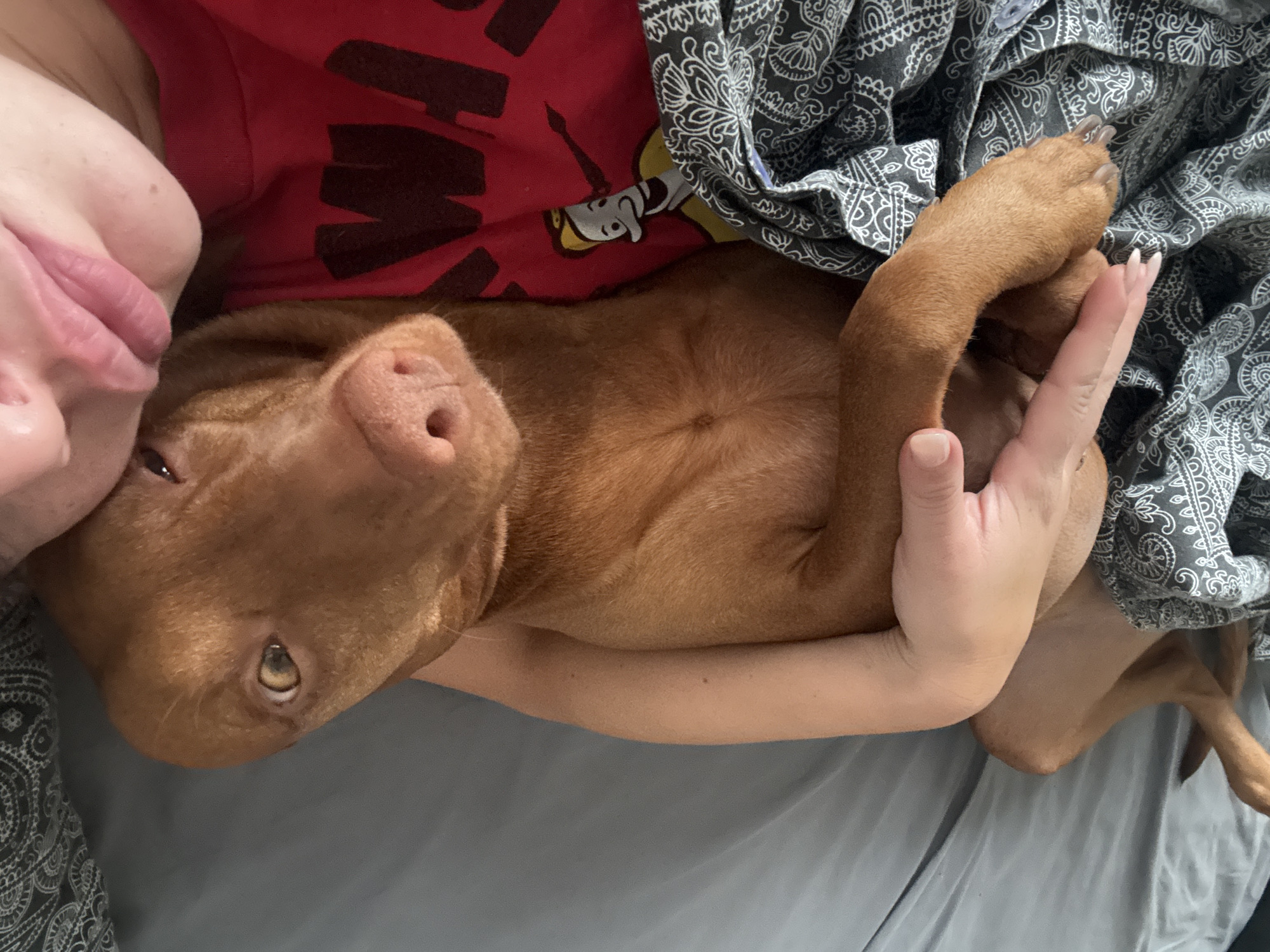 The image captures a tender moment between a person and a dog, viewed from an overhead perspective. The scene appears to be indoors, likely in a bedroom or on a couch, indicated by the presence of bedding.
A person is partially visible, primarily their arms, hands, and upper torso. They are wearing a red t-shirt that features a cartoon character, possibly Goofy, and a partial letter "M" from a word printed on it. Their right hand is gently touching the dog's face, near its nose, while their left hand is affectionately holding one of the dog's paws.
The dog, a breed with short, reddish-brown fur, is nestled comfortably against the person. Its head is tilted upwards, looking towards the viewer or its owner with expressive, slightly yellow-green eyes. Its pink nose is prominent, and its posture suggests relaxation and contentment.
A grey fabric with a white, intricate paisley or bandana-like pattern, possibly a blanket or a patterned shirt with a visible button, drapes over parts of the person and the dog. A plain grey sheet or surface forms the immediate background. The overall mood conveyed is one of warmth, affection, and close companionship. No specific location cues for Sofia, Bulgaria are visible within the image, and the time of day is not explicitly indicated but suggests a relaxed moment.