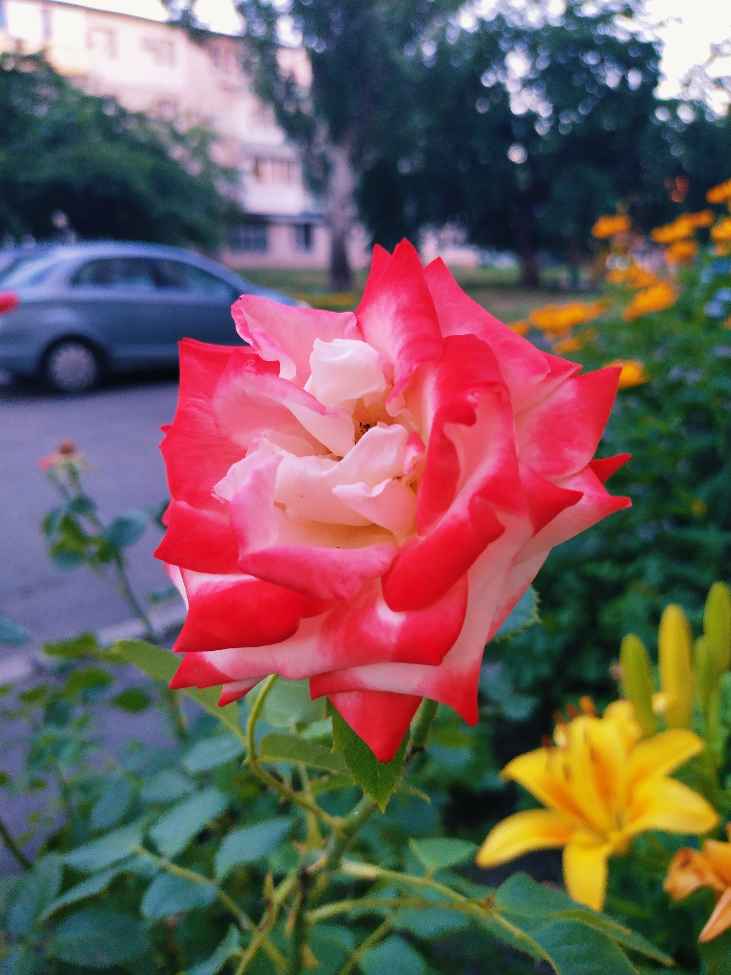 The image shows a close-up of a pink and red rose in bloom, set against a blurred background. The rose is the dominant subject, with its vibrant petals and delicate details clearly visible. Behind the rose, other flowers, including yellow lilies, are also present, contributing to the garden setting. Further in the background, a car is parked, and a building can be seen, suggesting an urban or suburban environment. The lighting suggests it is daytime, possibly late afternoon or early evening, given the soft light and diffused shadows. The overall mood is peaceful and natural, highlighting the beauty of the flower. No text is visible in the image. The location context is Horishni Plavni, Ukraine.