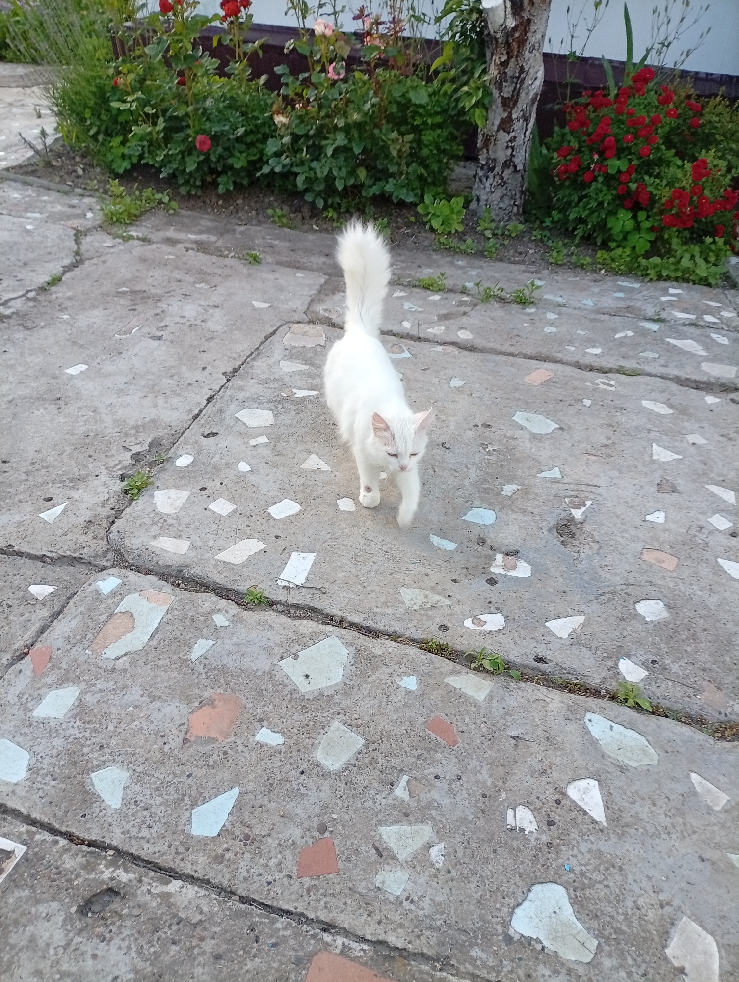 In Gorkaya-Balka, Russia, a white feline subject is captured in motion on a concrete pathway. The cat, presenting with white fur, a bushy tail held upright, and light-colored eyes, proceeds from the background towards the viewer's left. A small reddish mark is discernible on its left foreleg. The pathway consists of grey concrete slabs embedded with irregularly shaped mosaic pieces in white, light blue, and pale orange hues. Visible cracks between the slabs contain sparse green vegetation. The background features two distinct garden beds: one on the left exhibiting green foliage and sparse red blooms, and another on the right showcasing dense green foliage with numerous vibrant red roses. A light-barked tree trunk with a recently trimmed top stands between the two garden sections. Behind the right garden, a white building wall and a dark horizontal structure are visible. The scene is illuminated by natural daylight.