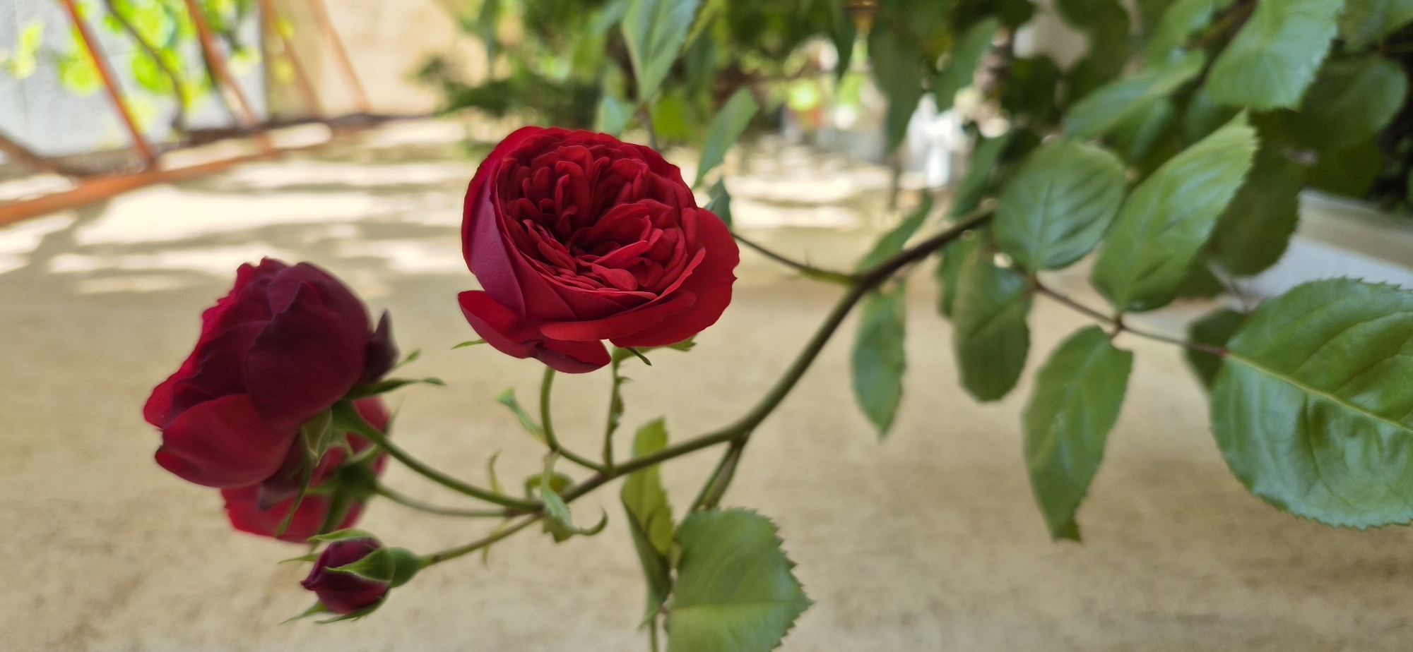 The image presents a close-up, outdoor shot of vibrant red roses and their accompanying green foliage. Dominating the composition is a fully bloomed, deep red rose, positioned slightly to the right of the center, showcasing its intricate layers of petals. To the left and slightly below this main bloom, another partially opened red rose or large bud is visible, alongside two smaller, tightly closed rose buds, indicating different stages of development on the same branch. These flowers are supported by a slender stem adorned with healthy green leaves, some exhibiting serrated edges.
The background is softly blurred, creating a shallow depth of field that highlights the roses. It features a bright, light-colored surface, likely a wall or ground, illuminated by natural sunlight, as suggested by the subtle shadows cast upon it. Further in the distant background, out-of-focus green foliage and indistinct brown or orange structural elements, possibly part of a pergola or garden lattice, suggest an outdoor garden or patio setting. The scene conveys a sense of natural beauty and tranquility, indicative of a sunny day in an outdoor environment, consistent with a garden in Varna, Bulgaria. There is no discernible human activity or visible text within the frame.