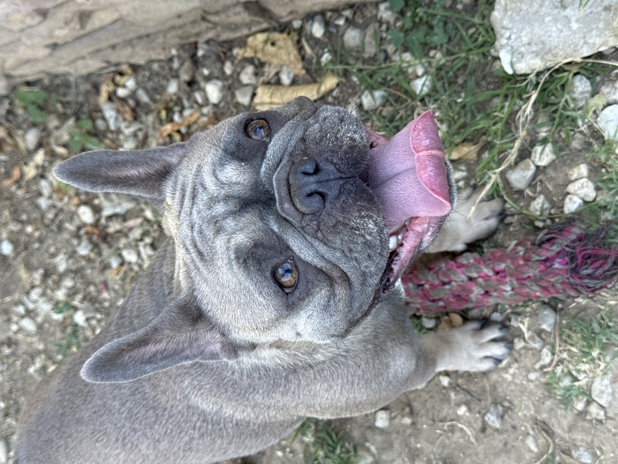 The image shows a top-down, close-up view of a fawn-colored French Bulldog. The dog is panting, with its pink tongue hanging out. A rope toy, braided with pink and dark red strands, is visible in front of the dog's mouth. The dog's eyes are brown and alert. The background consists of dry soil, small stones, and sparse green grass, suggesting an outdoor environment. The lighting is natural, casting subtle shadows. The scene does not contain any discernible elements that would place it specifically in San Benedetto del Tronto, Italy.